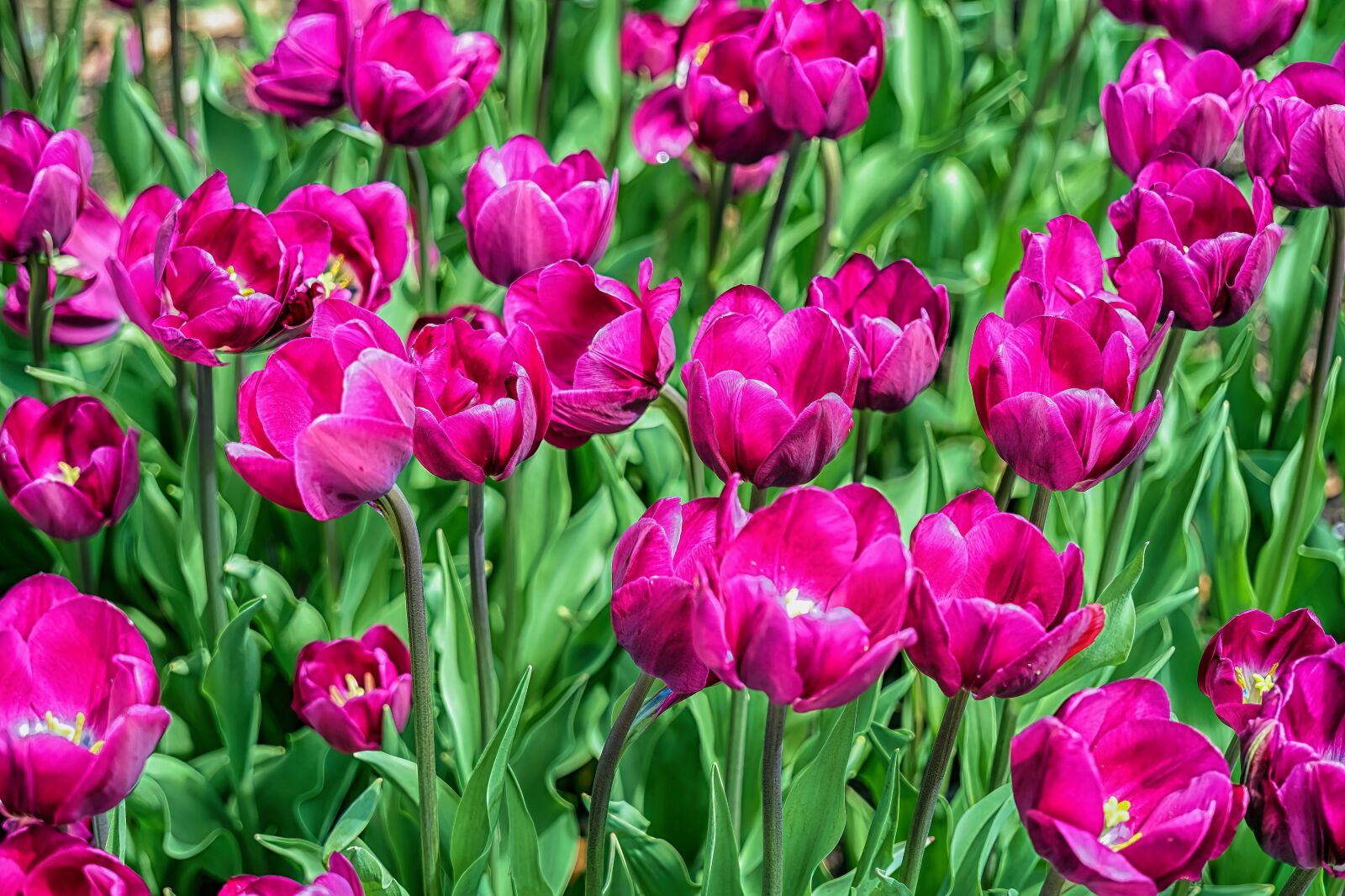 Sony a6300 sample photo. Tulips, flowers, spring photography