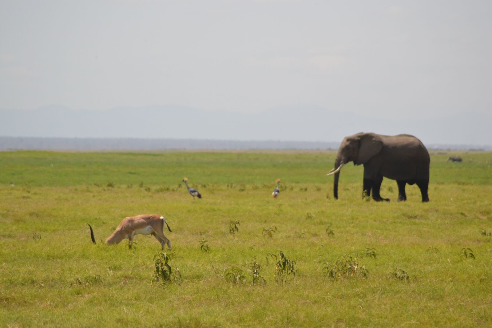 Nikon D3100 sample photo. Elephant, africa, forest photography