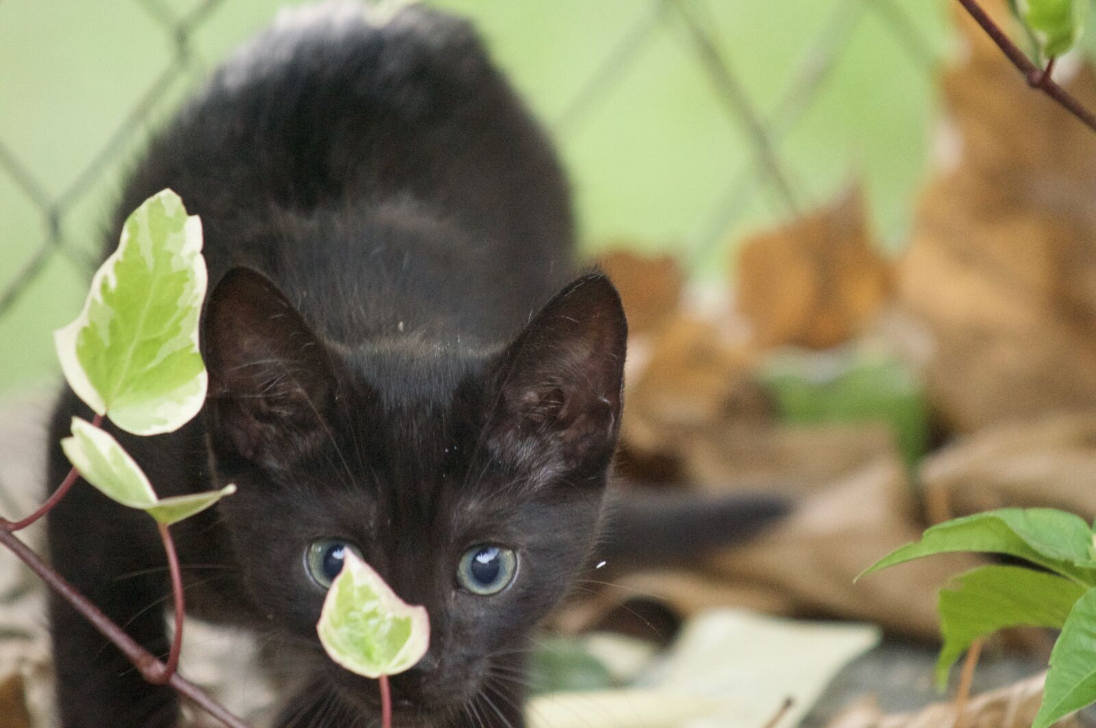 Sony SLT-A57 sample photo. Kitten, cat, cute photography