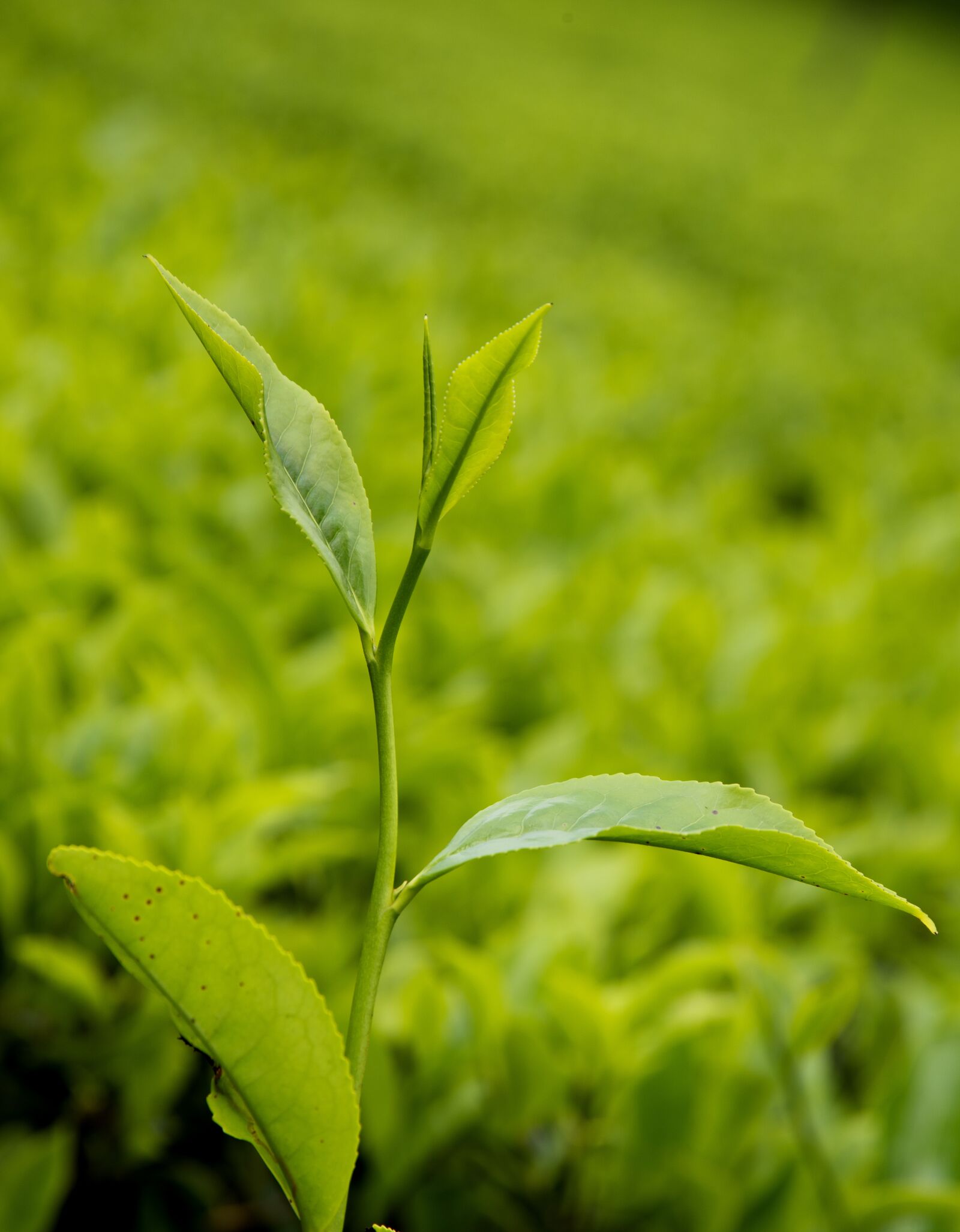 Nikon D610 sample photo. Leaf, tea, herbal photography