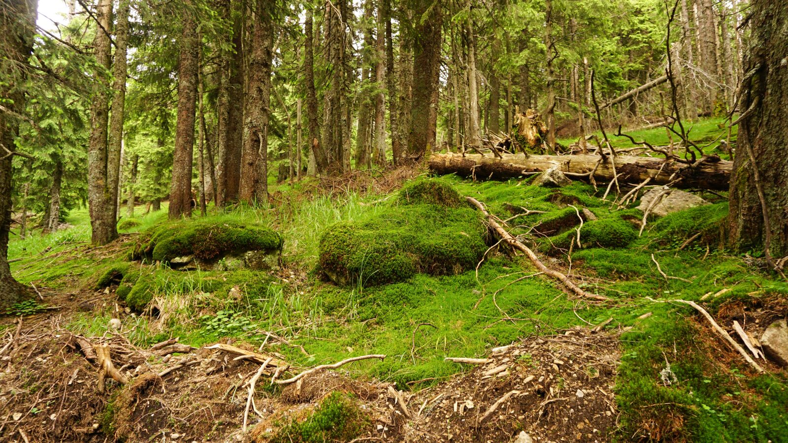 Sony a5100 + Sony E 16-50mm F3.5-5.6 PZ OSS sample photo. Moss, grass, nature photography