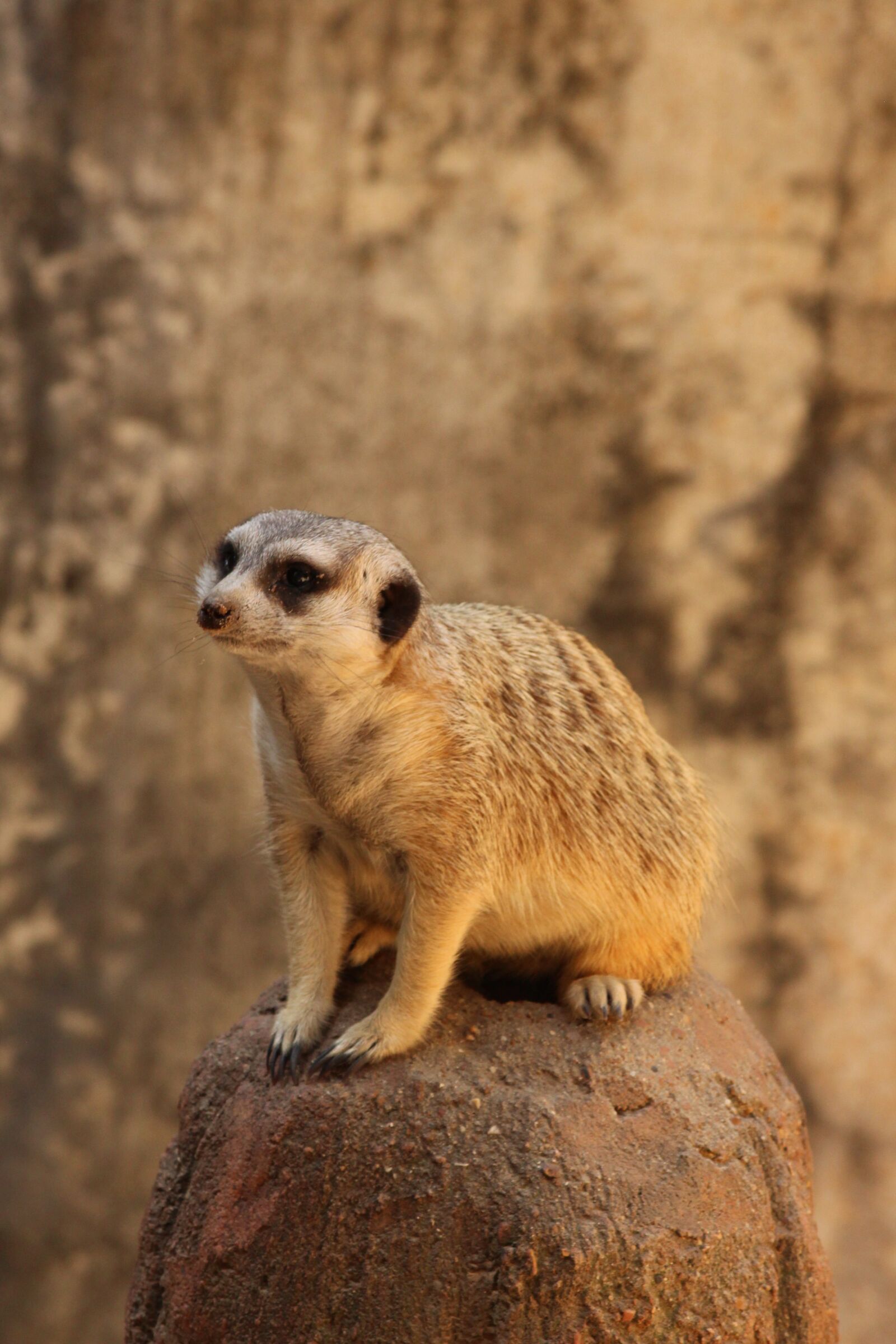 Canon EOS 650D (EOS Rebel T4i / EOS Kiss X6i) + Canon EF-S 55-250mm F4-5.6 IS II sample photo. Animal, meerkat, zoo photography