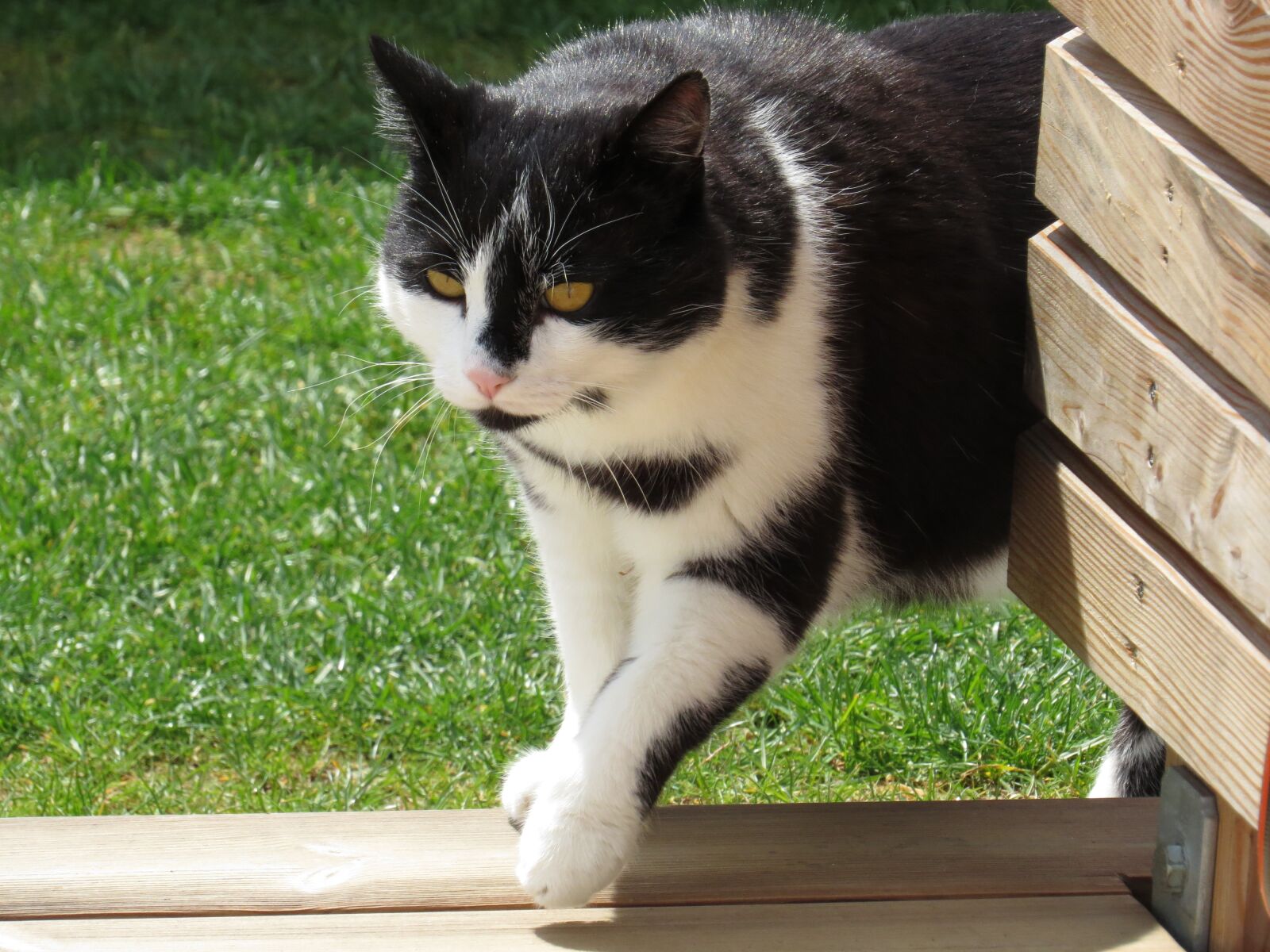 Canon PowerShot SX50 HS sample photo. Cat, domestic cat, garden photography