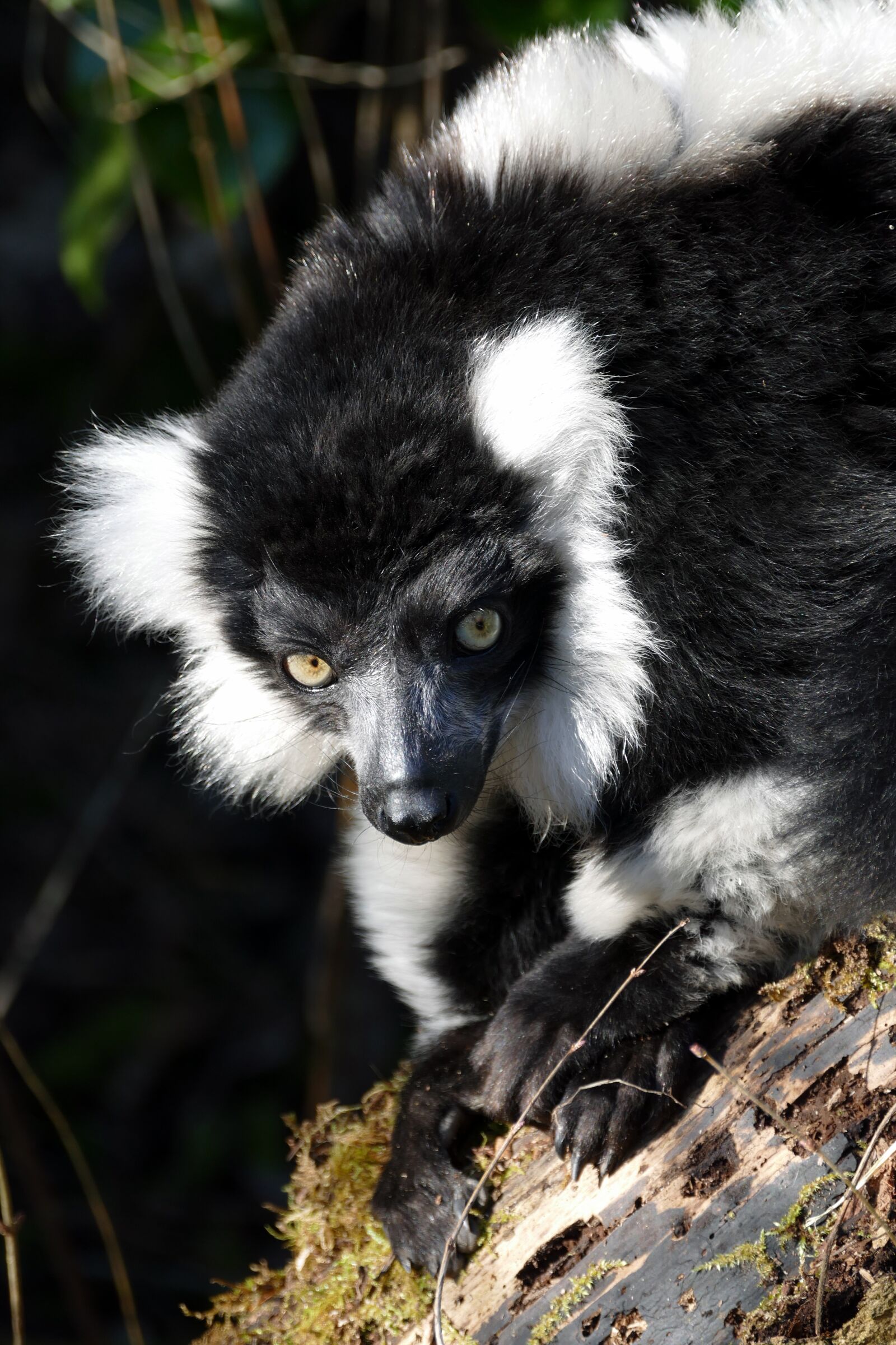 Panasonic Lumix DMC-FZ1000 sample photo. Lemur, mammal, wildlife photography