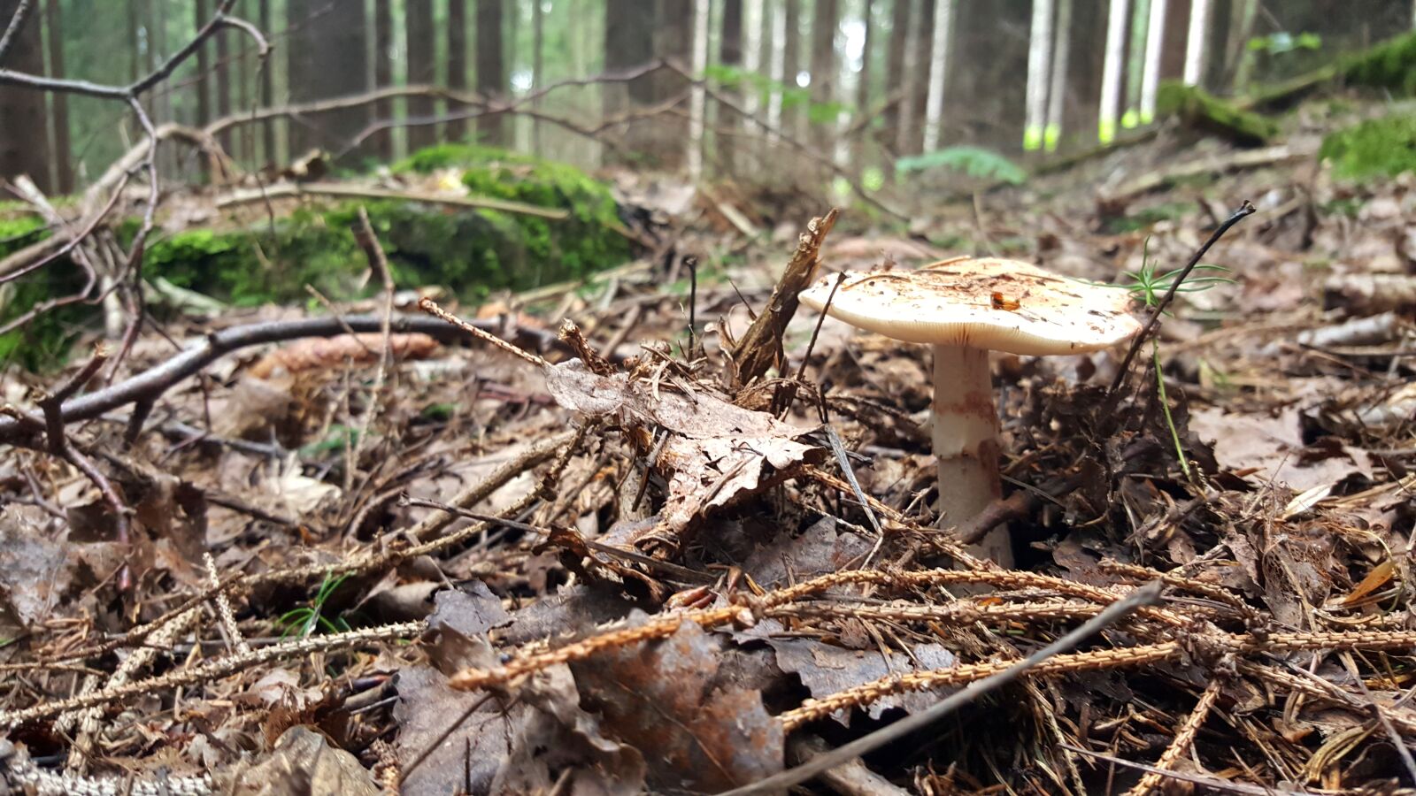 Samsung GALAXY S6 edge sample photo. Forest, fungus, nature photography