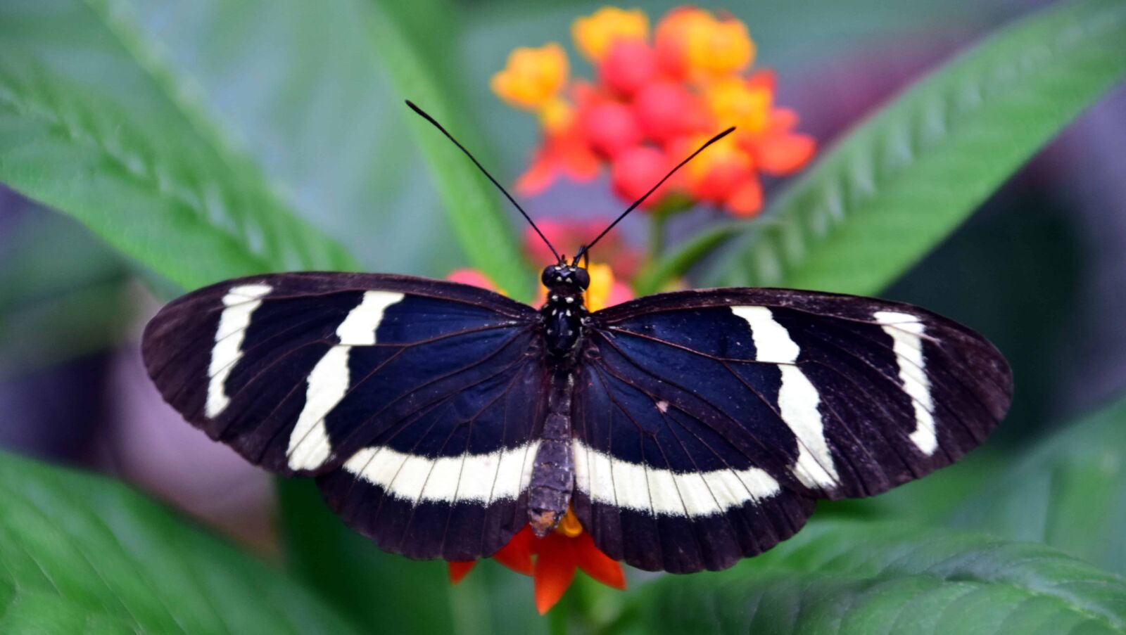 Nikon D3300 sample photo. Summer, butterfly, nature, insect photography