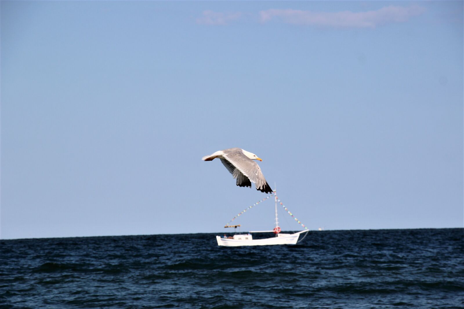 Canon EF-S 18-135mm F3.5-5.6 IS STM sample photo. Sea, bird, seagull photography