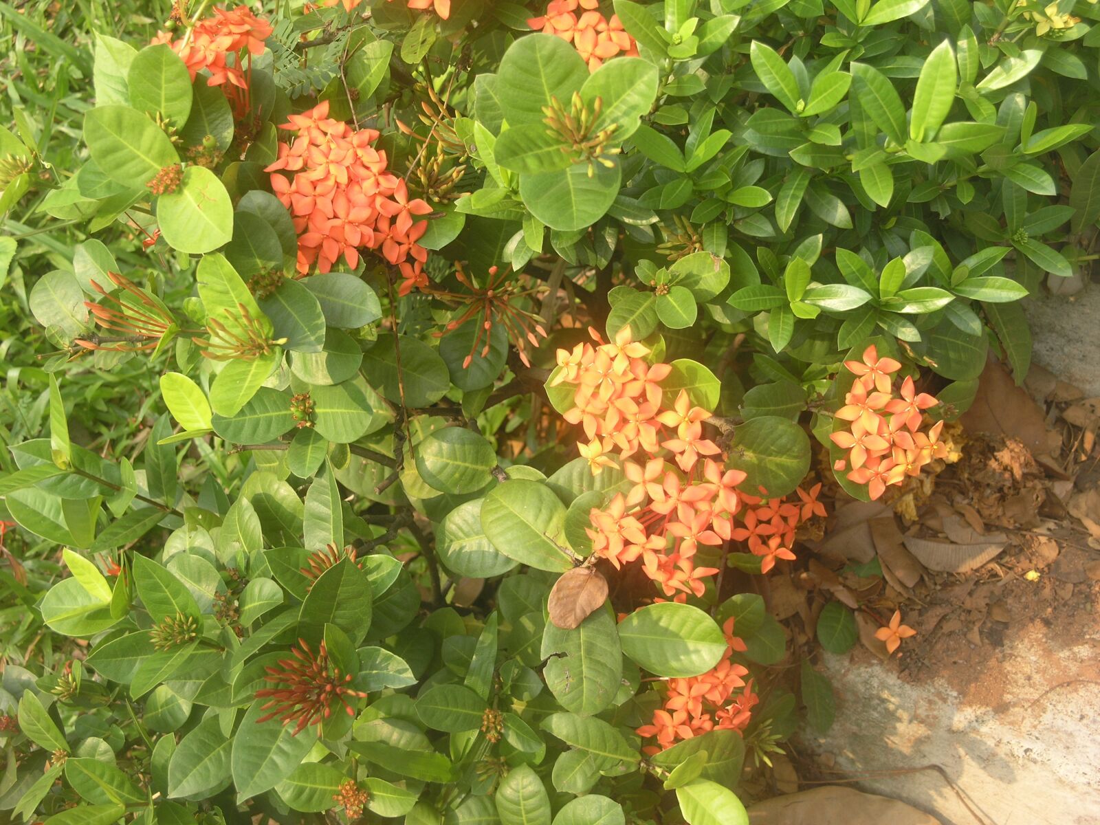 Olympus C8080WZ sample photo. Red, flower, garden photography