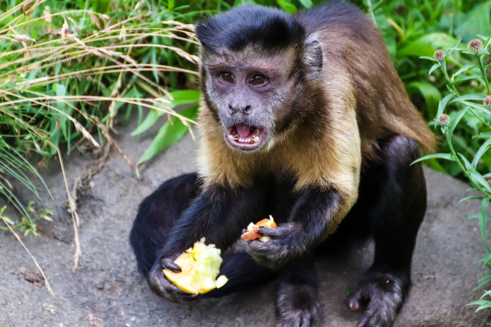 Canon EOS 800D (EOS Rebel T7i / EOS Kiss X9i) sample photo. Monkey, funny, animal photography