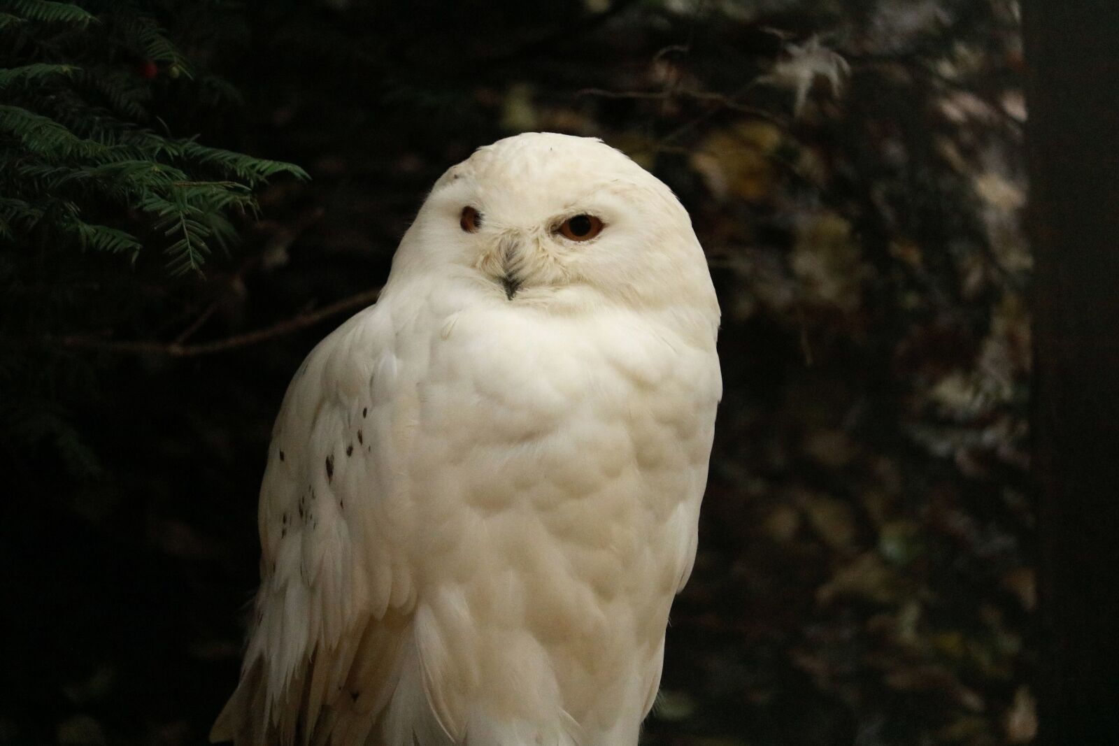 Canon EOS 750D (EOS Rebel T6i / EOS Kiss X8i) sample photo. Nature, bird, animal world photography