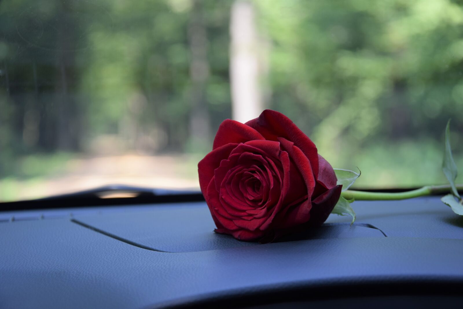 Nikon D3300 sample photo. Red rose on car photography