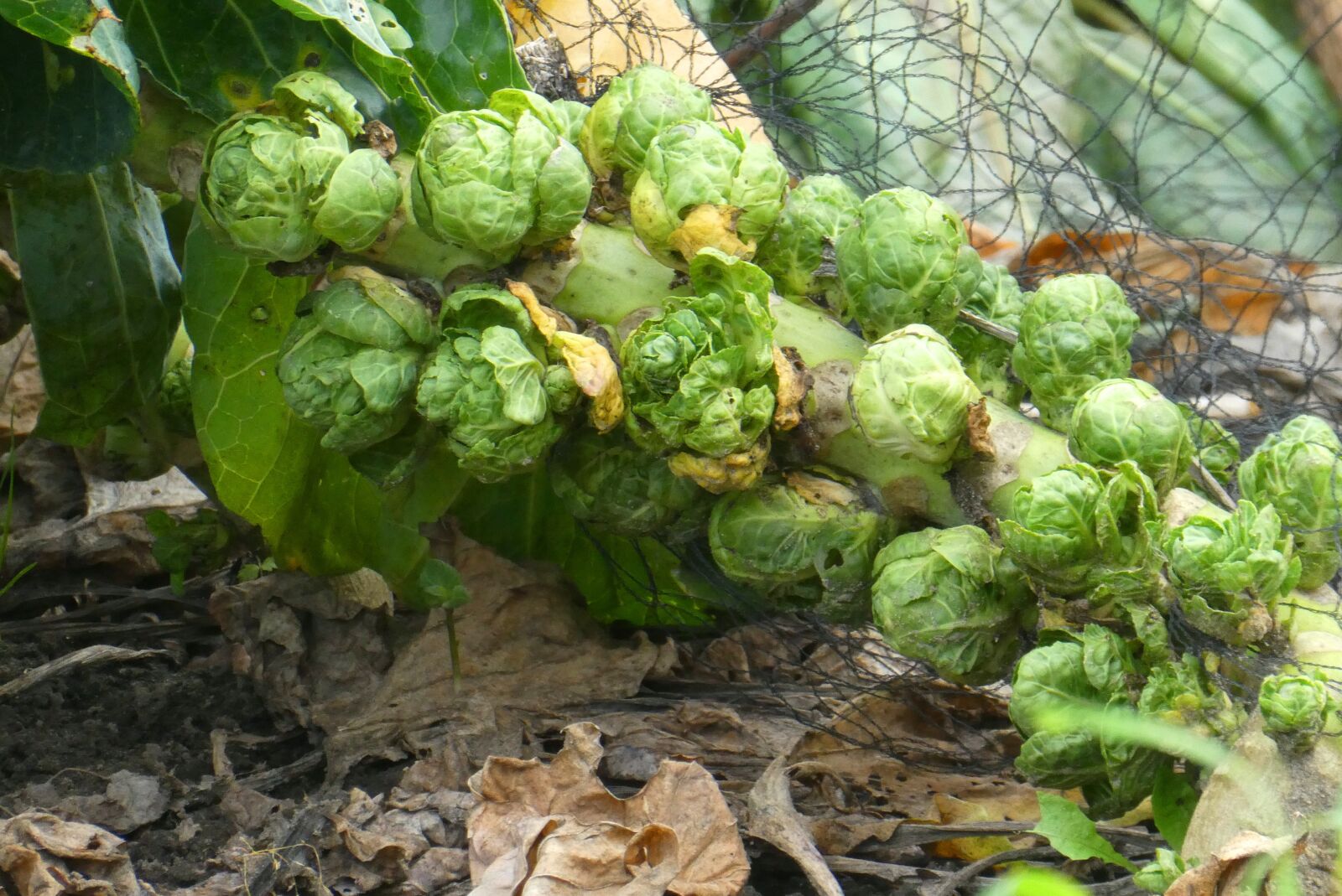 Panasonic Lumix DC-ZS70 (Lumix DC-TZ90) sample photo. Sprouts, food, garden photography