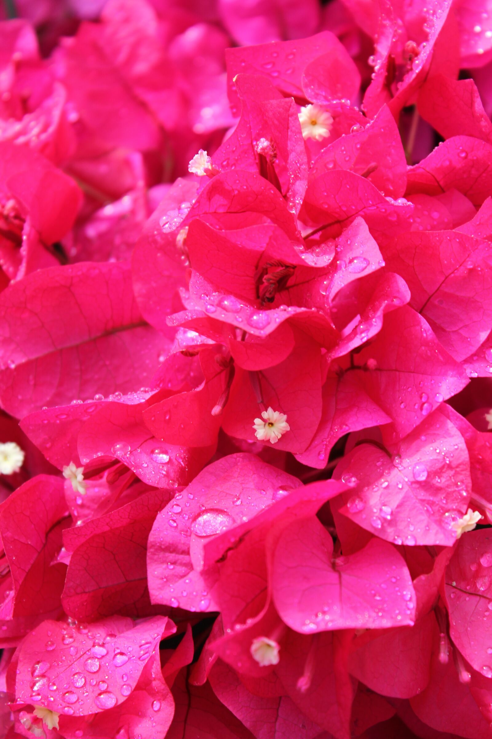 Canon EOS 1100D (EOS Rebel T3 / EOS Kiss X50) sample photo. Pink flowers, raindrops, pink photography