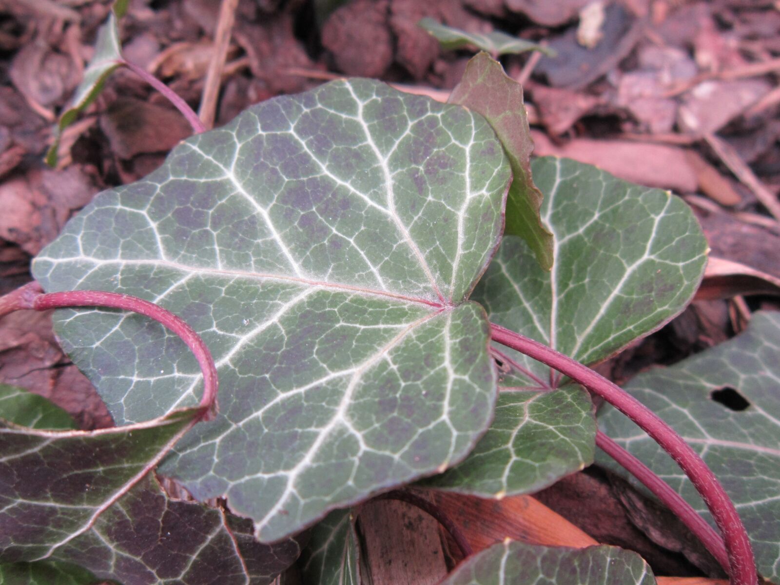 Canon PowerShot A3200 IS sample photo. Ivy, leaves, leaf photography