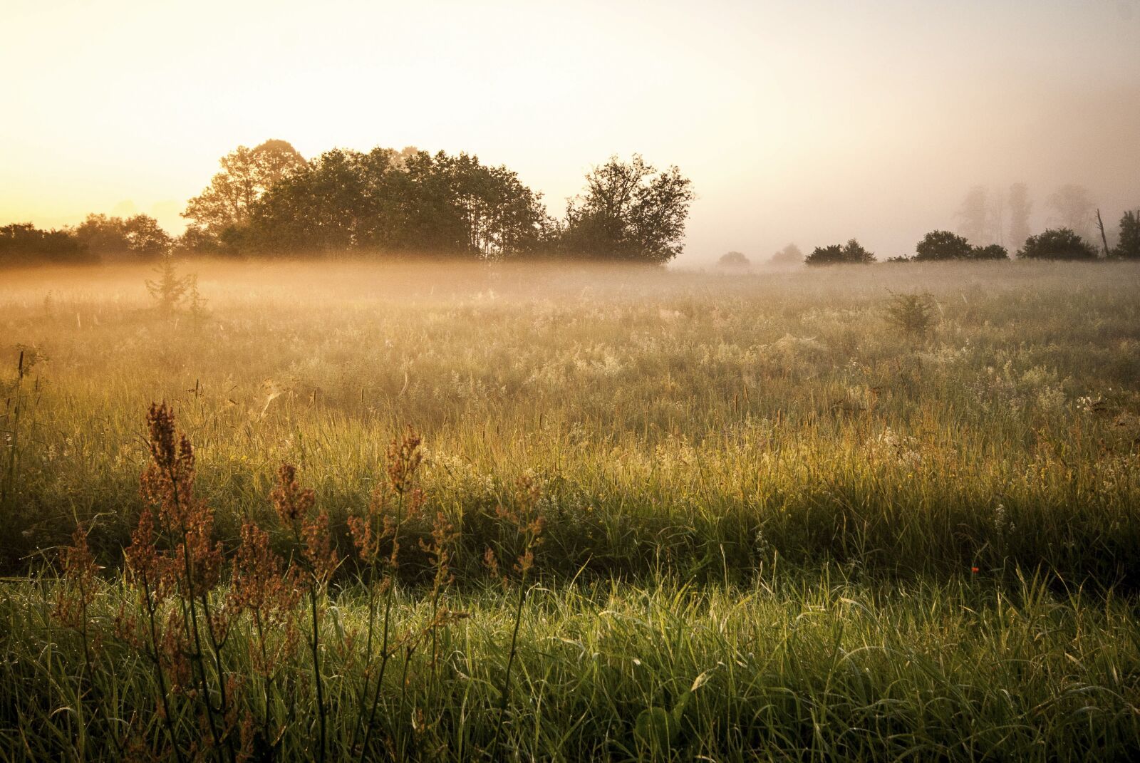 Nikon D60 sample photo. Mist, meadow, fog photography