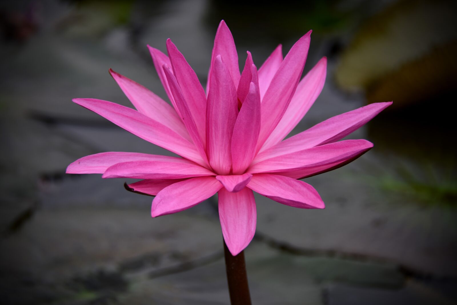 Nikon D7200 sample photo. Lily, pink, dress photography