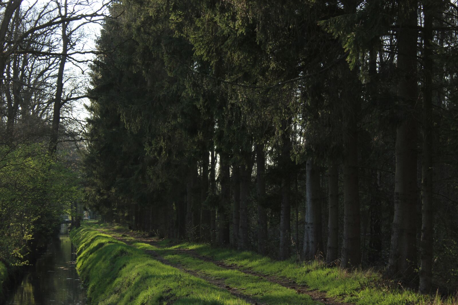 Canon EOS 600D (Rebel EOS T3i / EOS Kiss X5) sample photo. Green, spring, nature photography