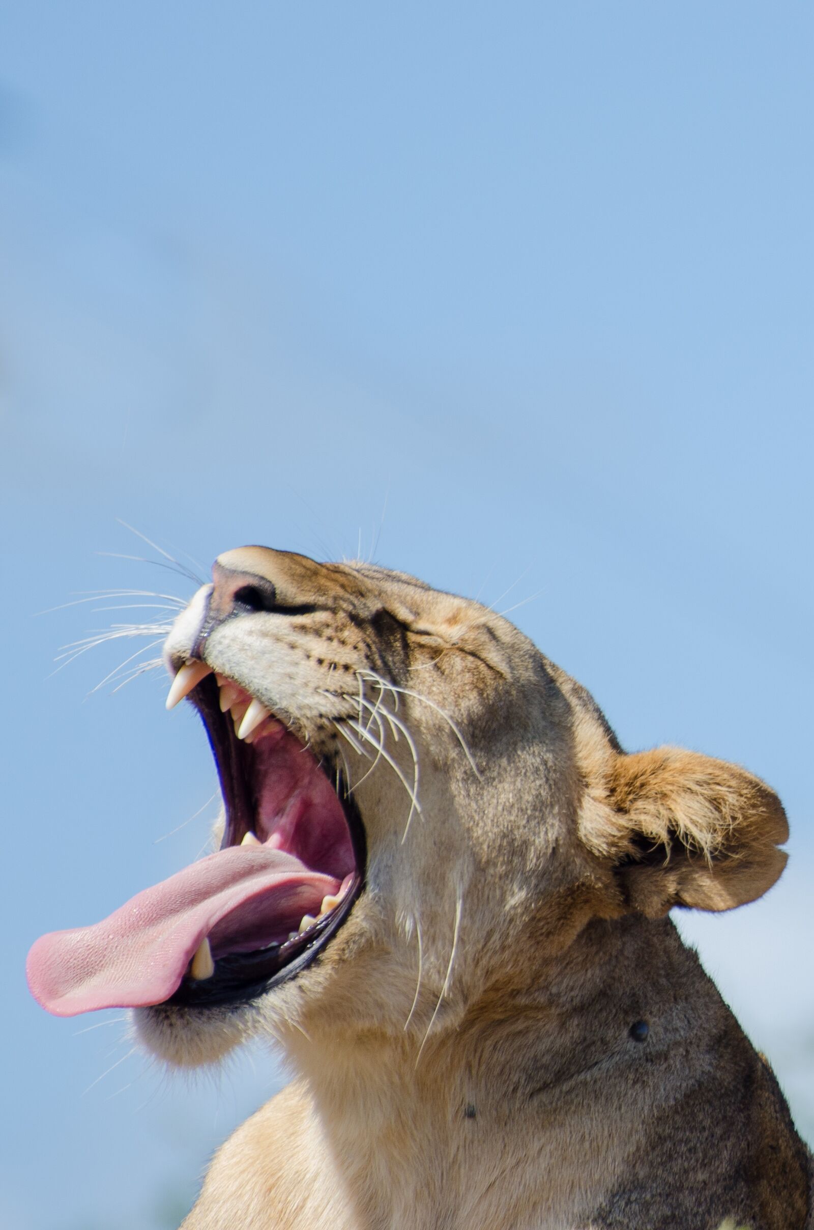 Nikon D7000 sample photo. Lion, lioness, sky blue photography