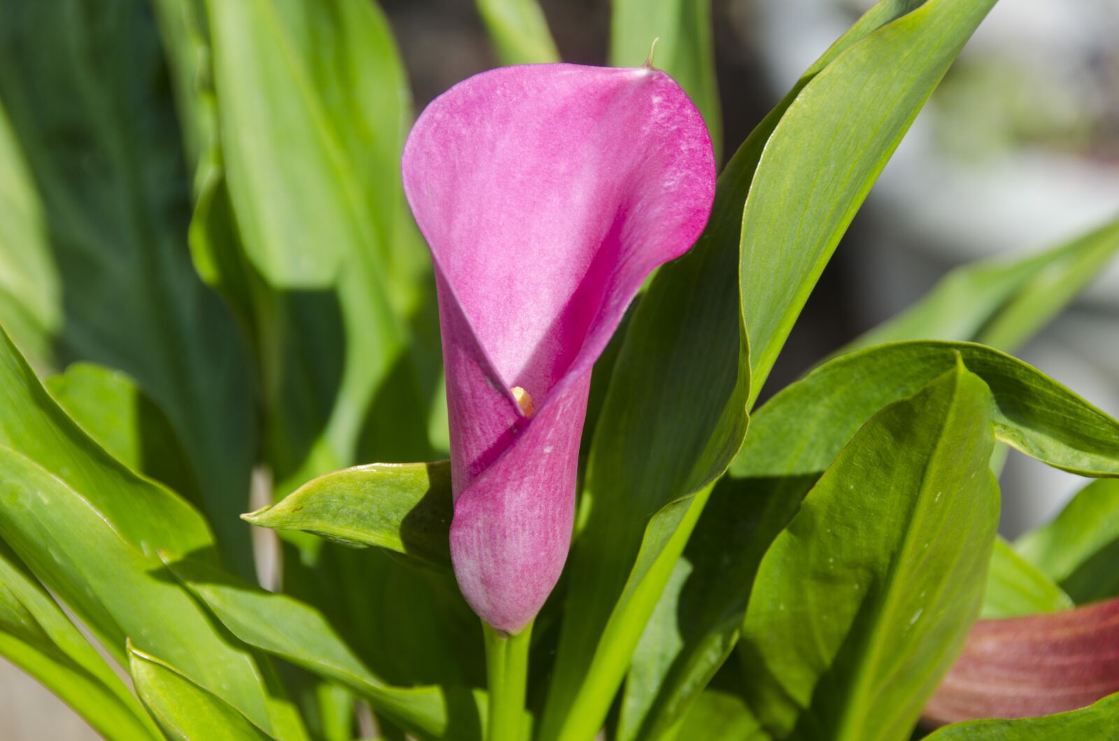 Nikon D5100 sample photo. Calla lily, pink flower photography