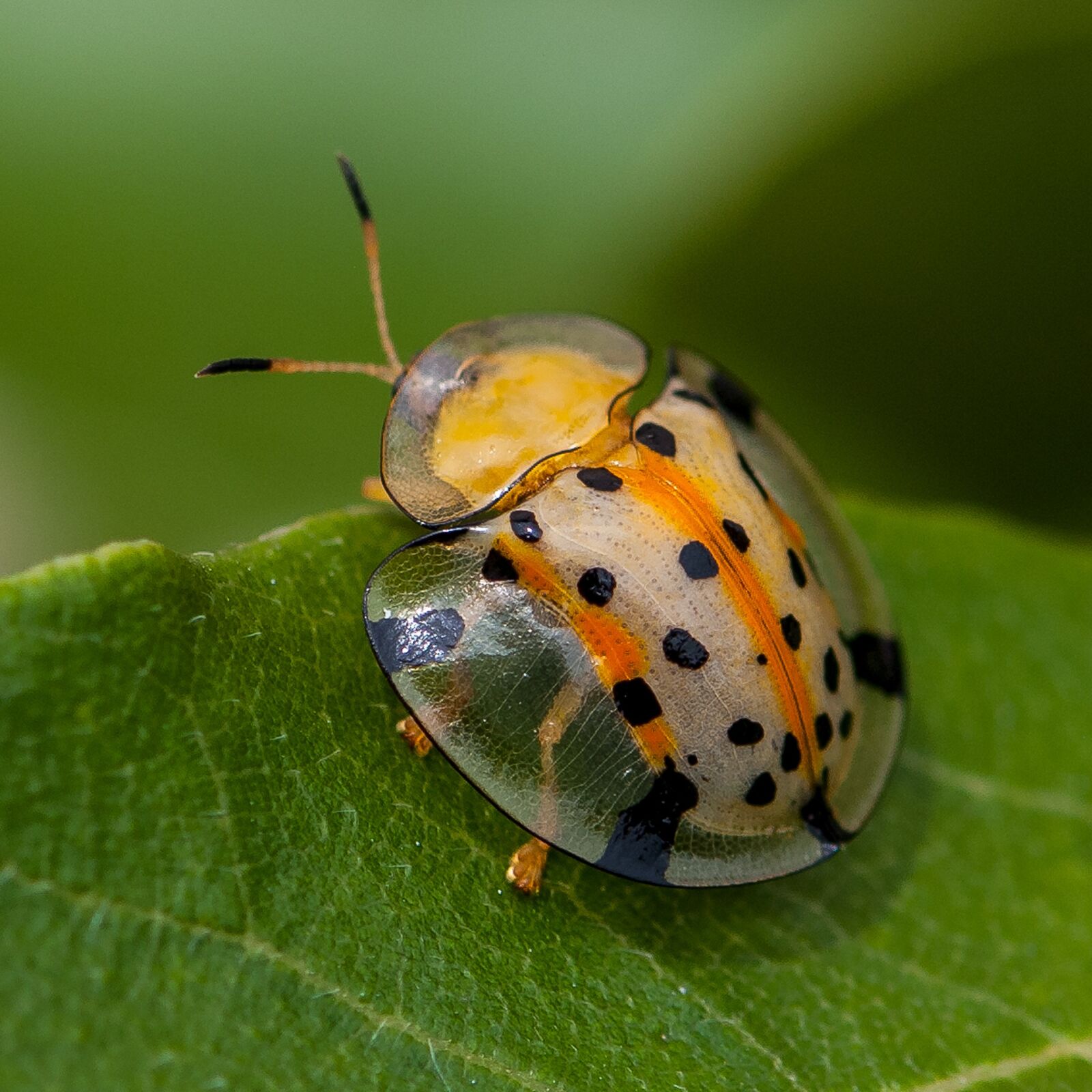 Nikon D80 sample photo. Insects, ladybug, close-up photography