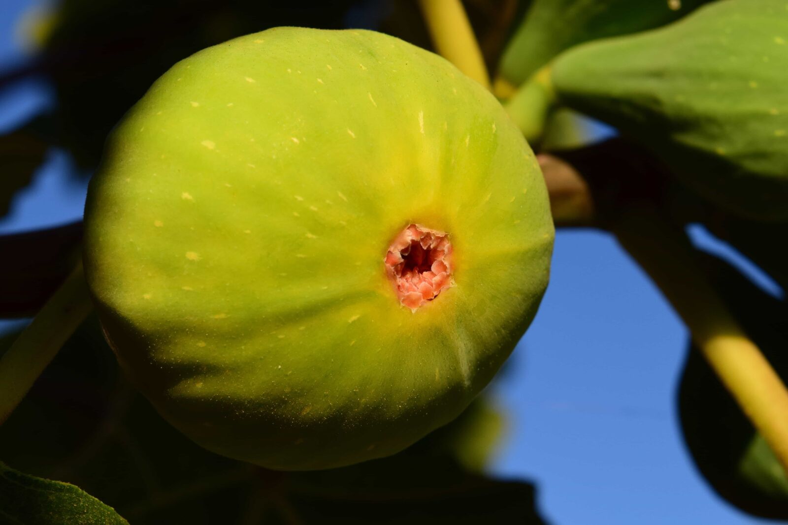Nikon D3300 sample photo. Fruit, leaf, food, nature photography