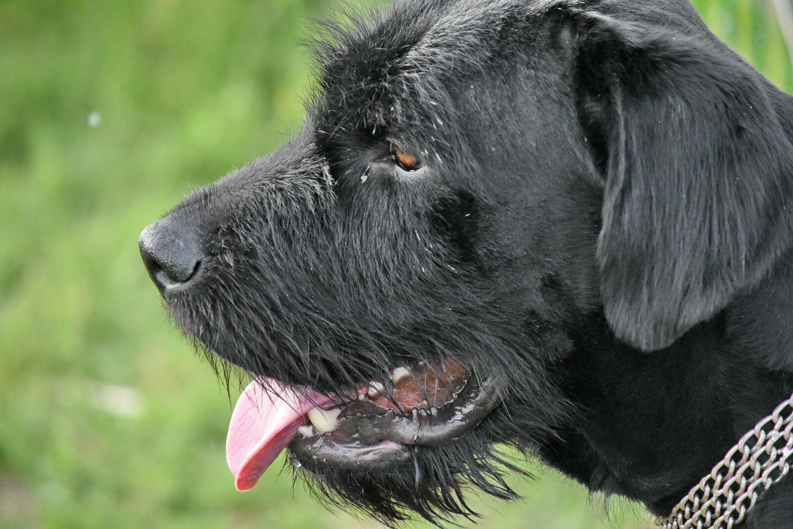 Nikon D5500 sample photo. Black, hunting dog, portrait photography