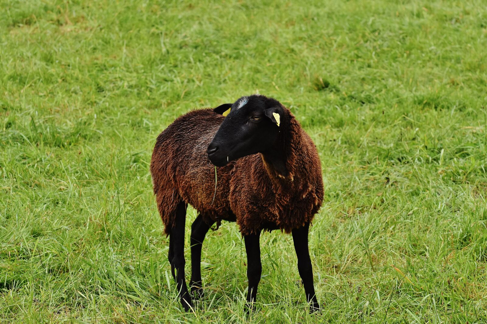 Nikon D7200 sample photo. Sheep, animal, meadow photography