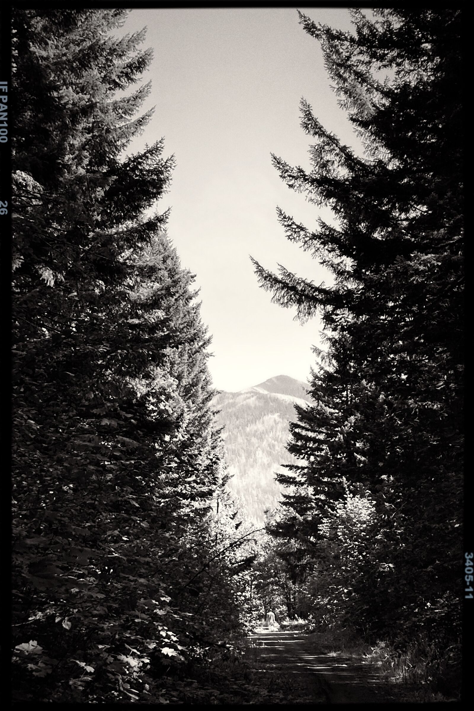 Apple iPhone SE (2nd generation) sample photo. Nature, b w, trees photography