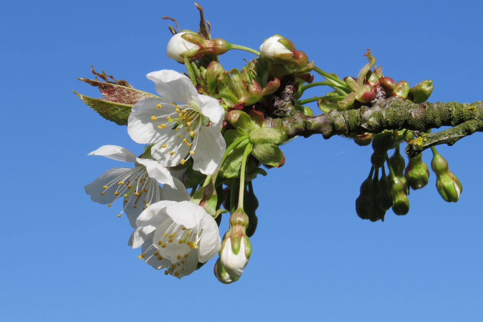 Canon PowerShot SX50 HS sample photo. Blossom, bloom, bud photography