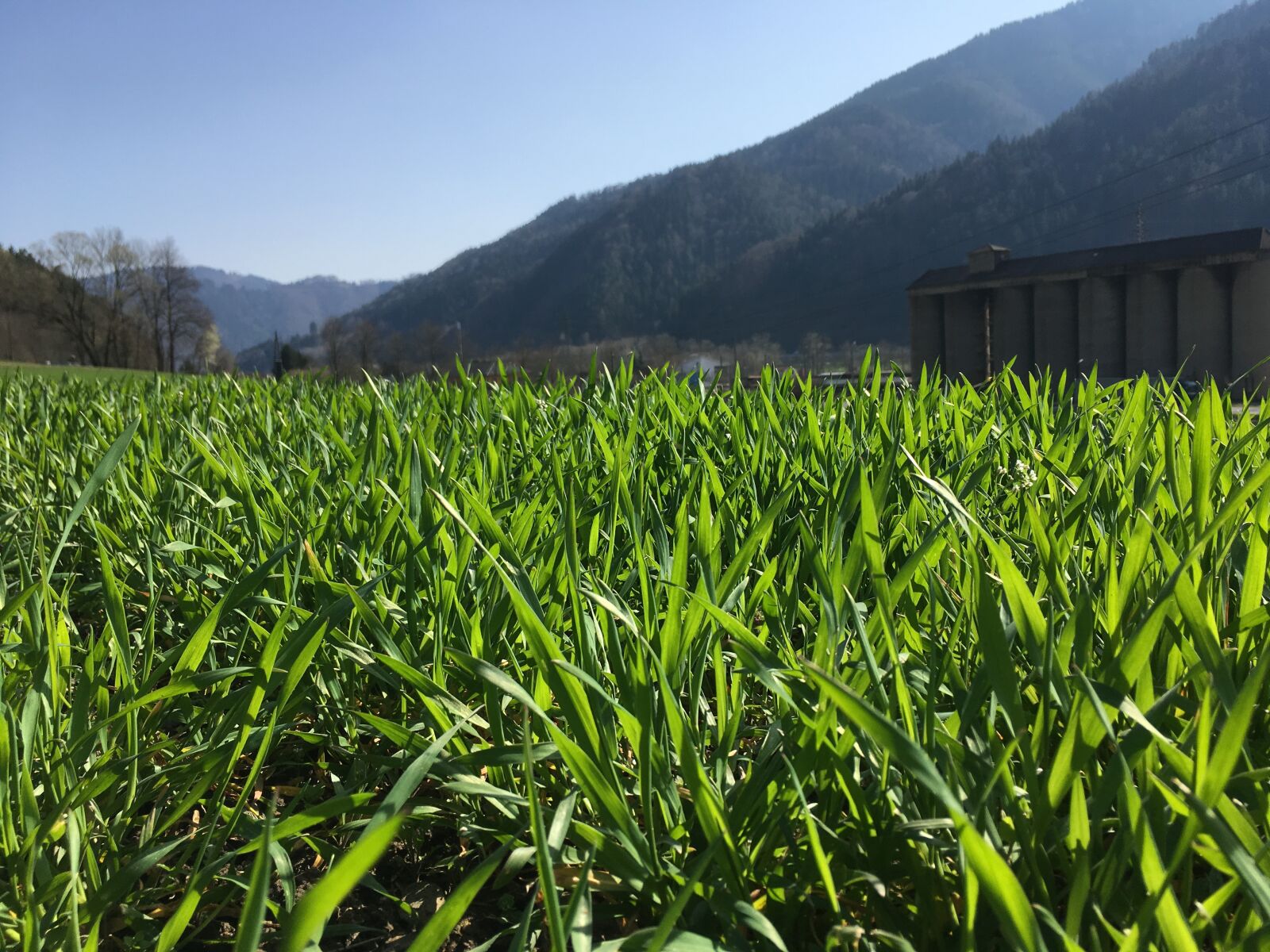 iPhone SE back camera 4.15mm f/2.2 sample photo. Grass, macro, nature photography