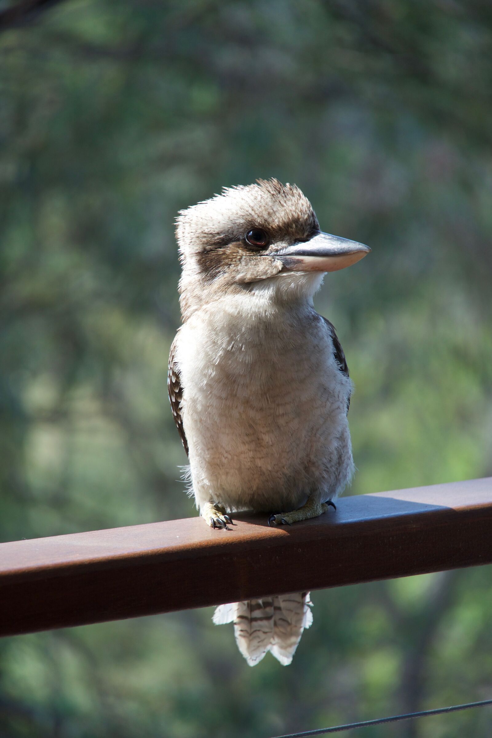 Sony E 18-135mm F3.5-5.6 OSS sample photo. Kookaburra, australia, bird photography