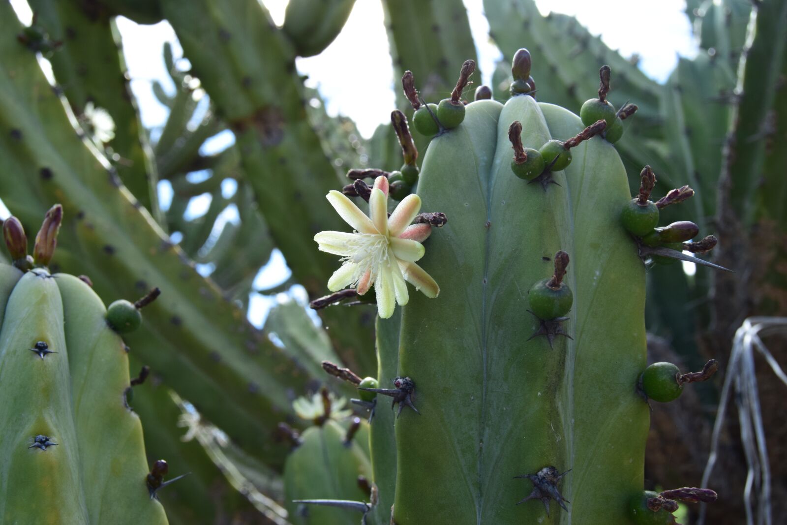 Nikon D3300 sample photo. Cactus, flower, beauty photography