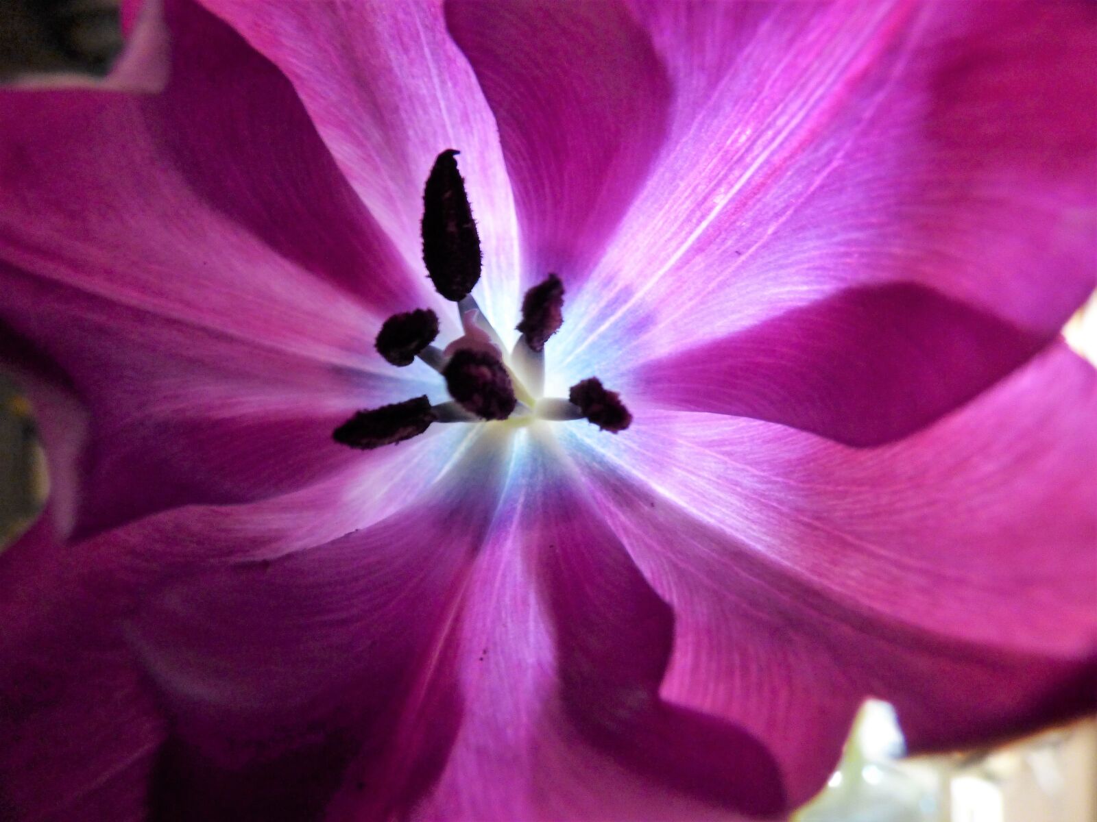 Panasonic DMC-FZ72 sample photo. Flower, light, nature photography