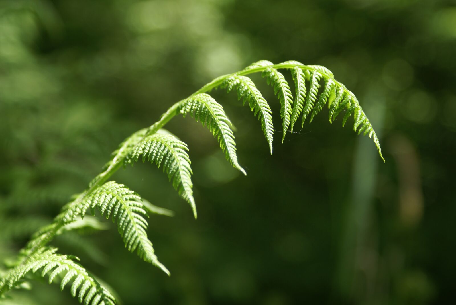Sony Alpha DSLR-A100 sample photo. Fern, forest, green photography