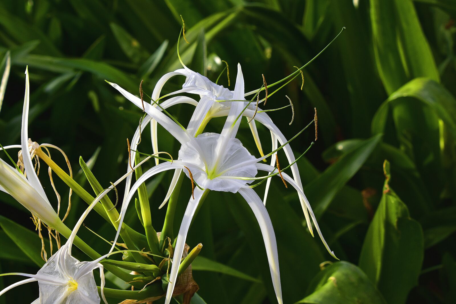Nikon D7200 sample photo. Flower, garden, flowers photography