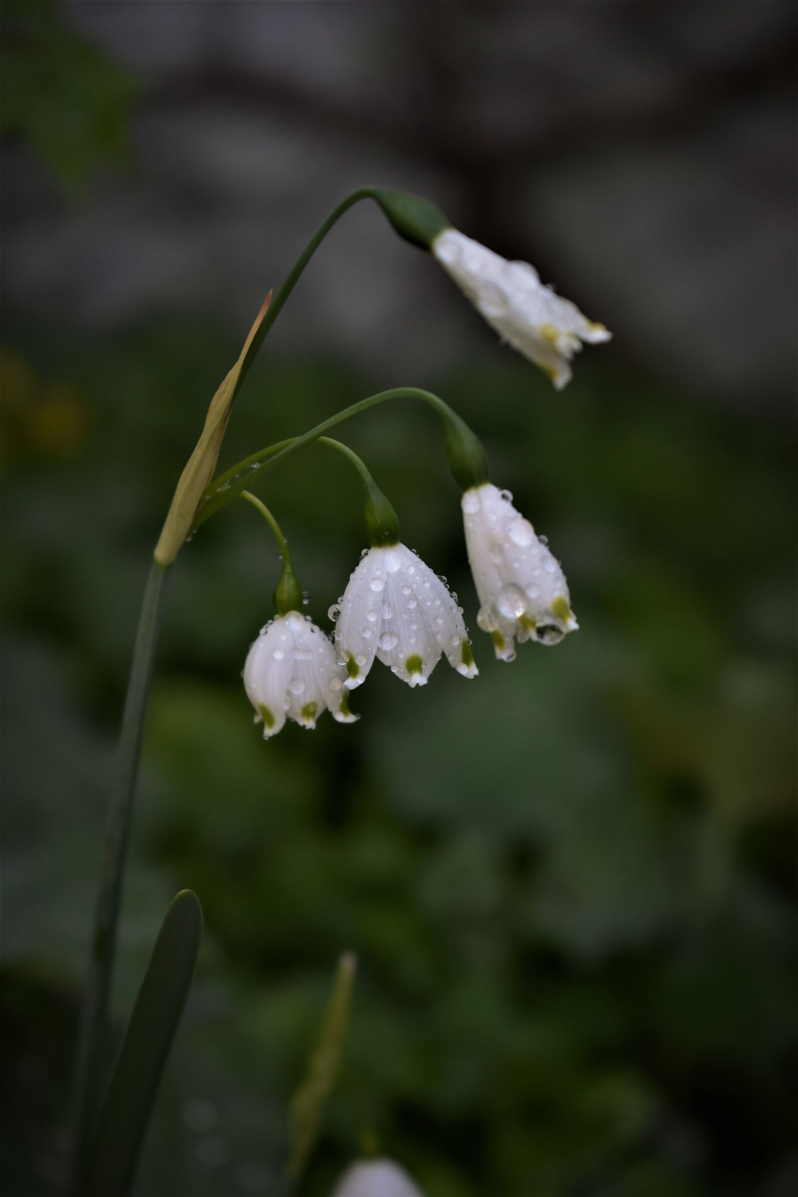 Nikon D5500 sample photo. Lily of the valley photography