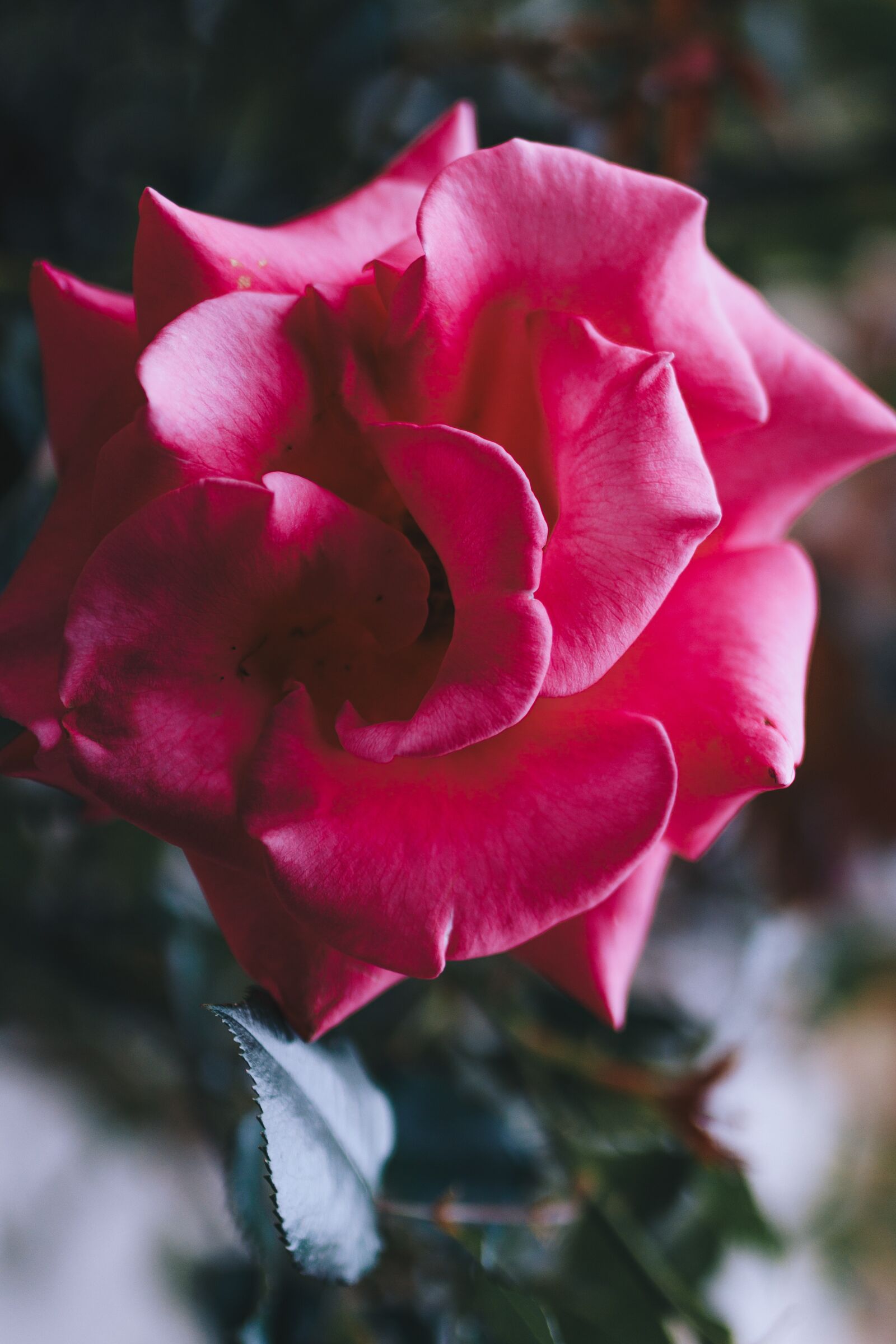 Sigma 35mm F1.4 DG HSM Art sample photo. Rose, flower, red photography