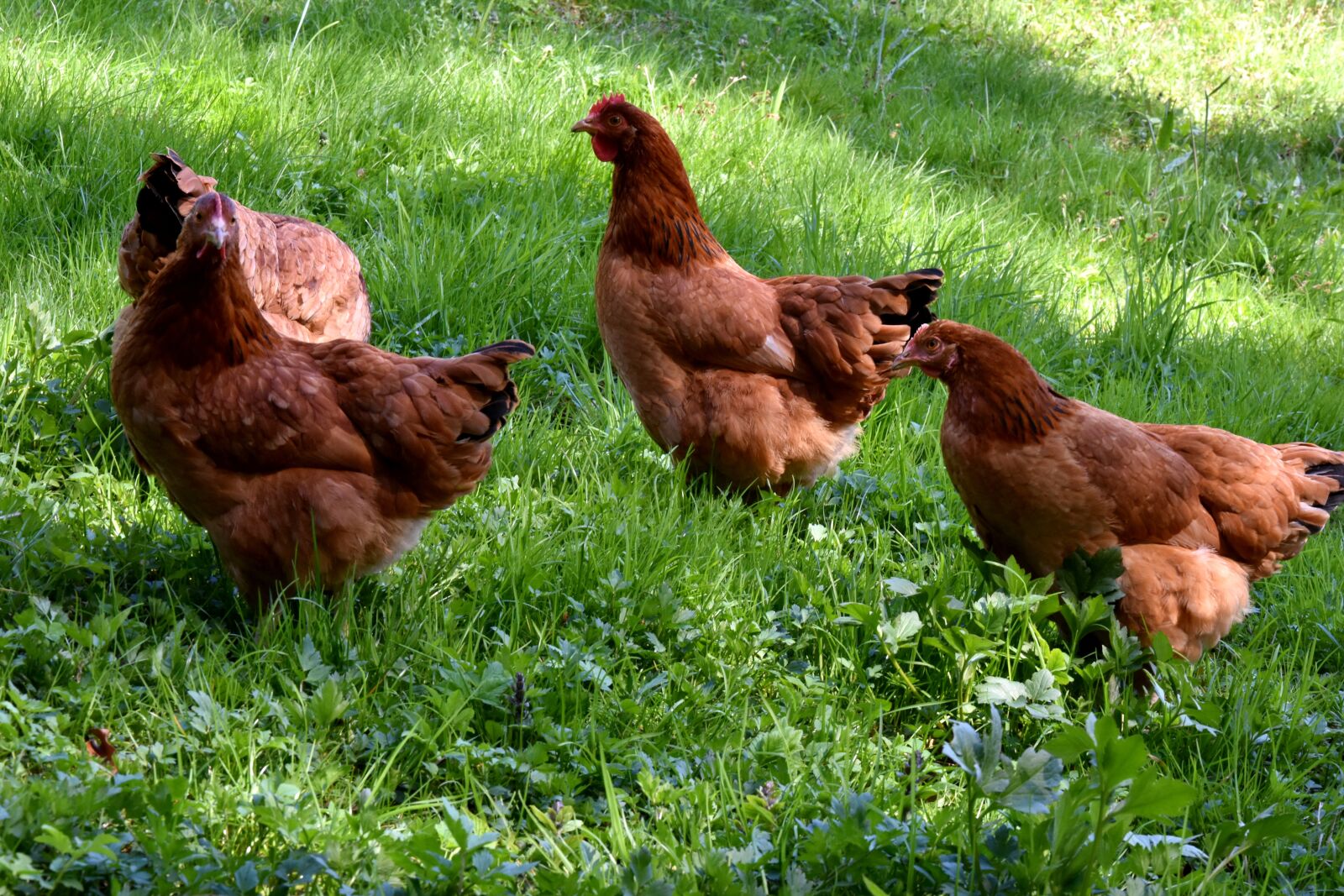 Nikon D7200 sample photo. The hen, chicken, village photography