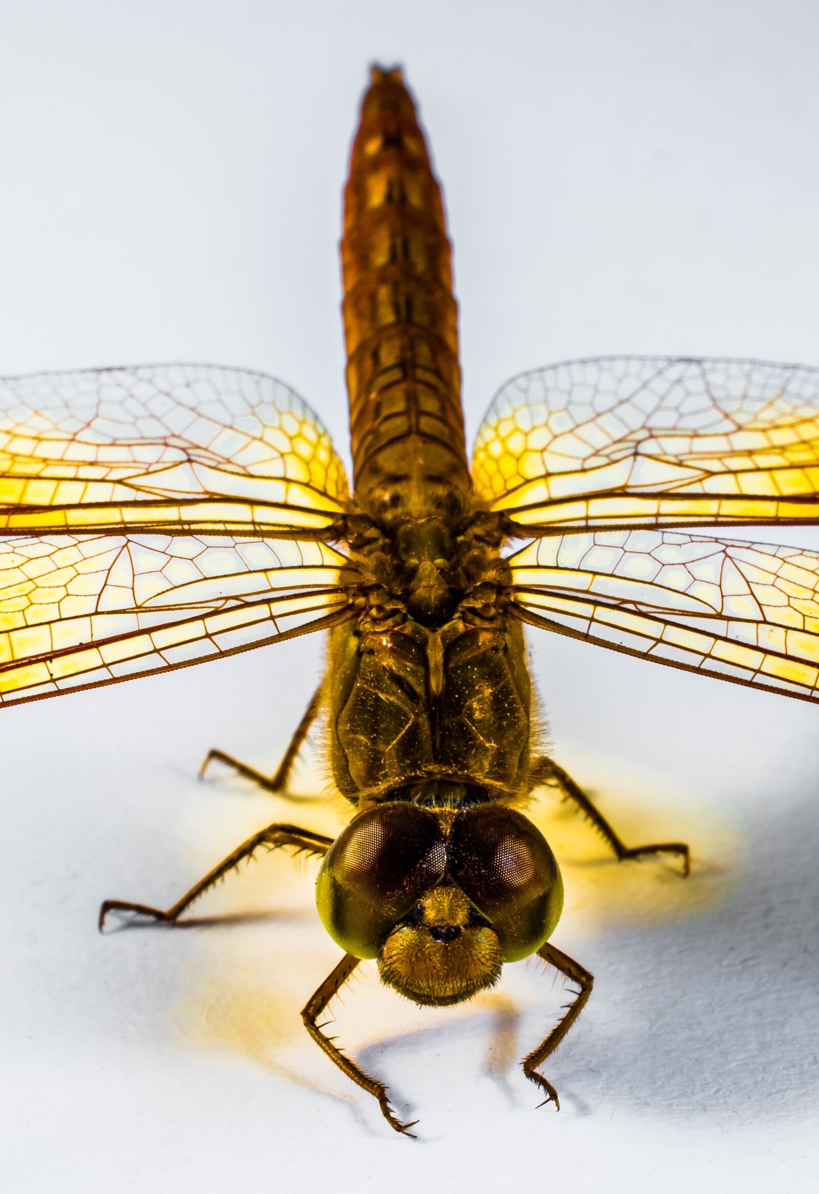 Nikon D5200 sample photo. Dragonfly, insect, yellow photography