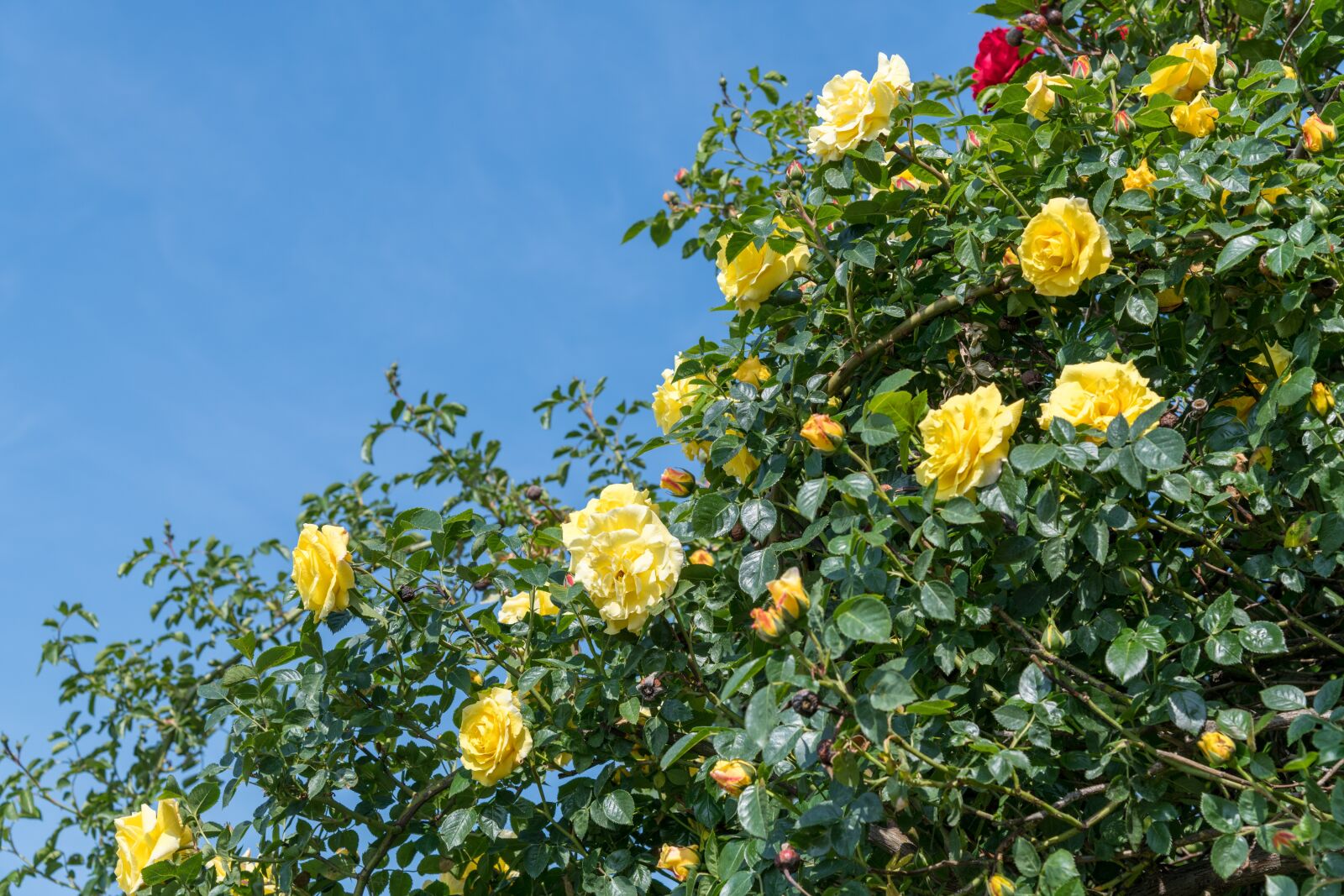 Nikon D850 sample photo. Rose, flower, shrub photography