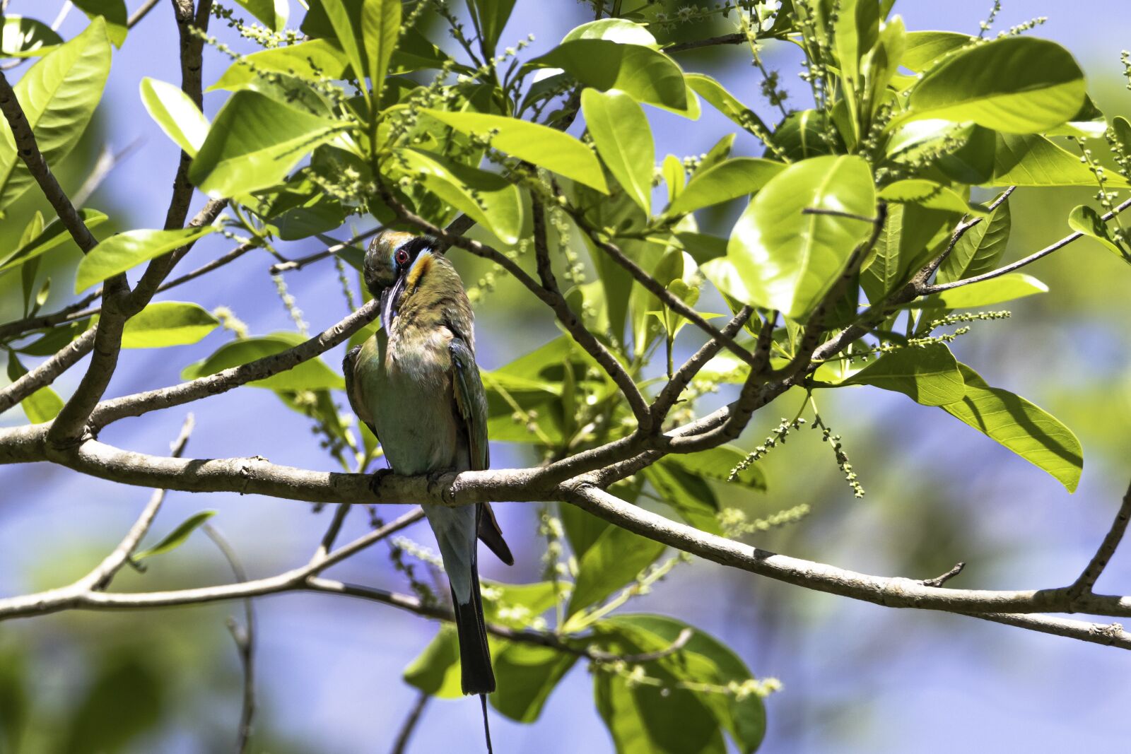 Canon EOS 80D sample photo. Birds, wildlife, branch photography
