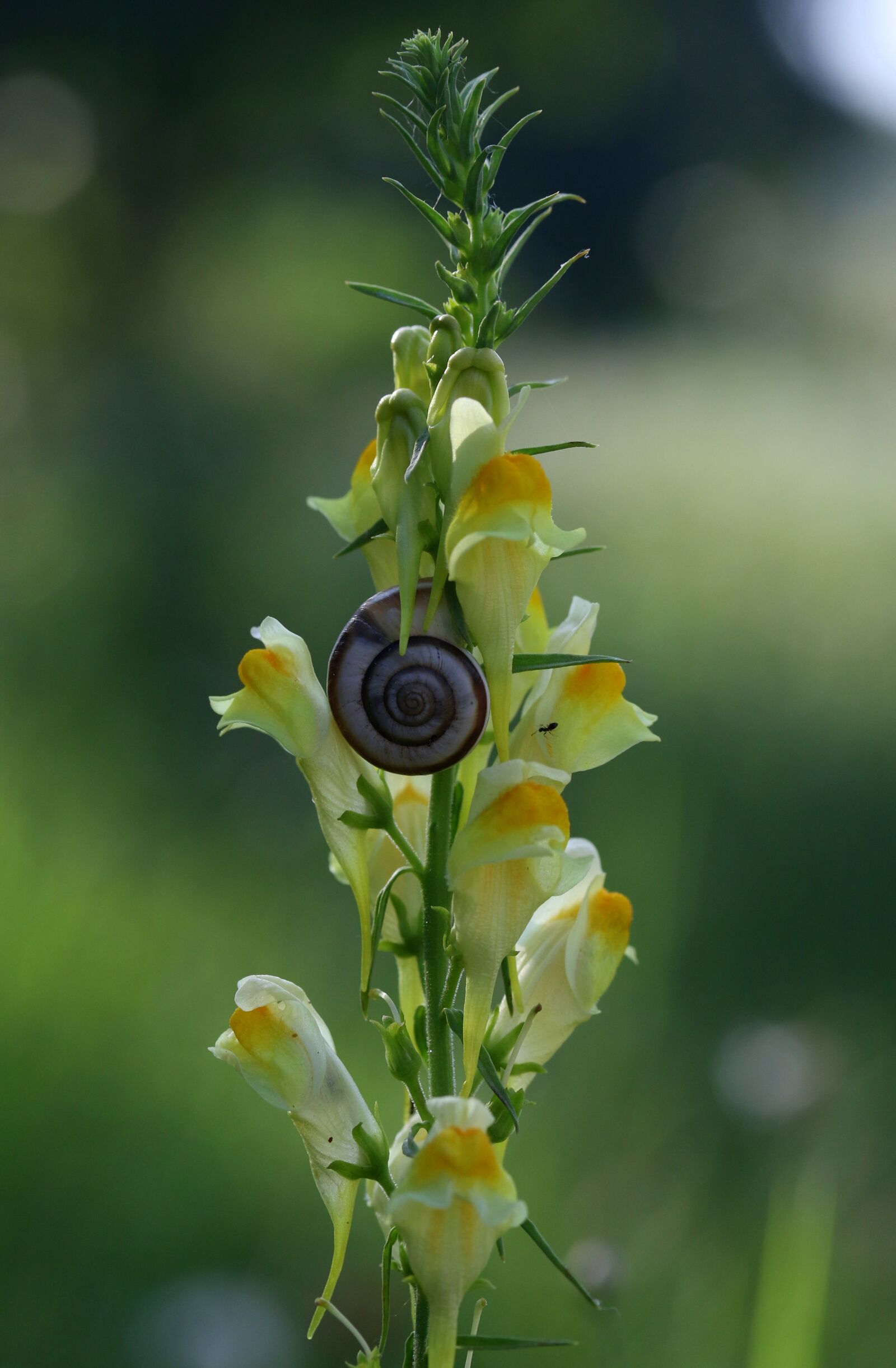 Canon EOS 7D Mark II sample photo. Snail, flower, yellow photography