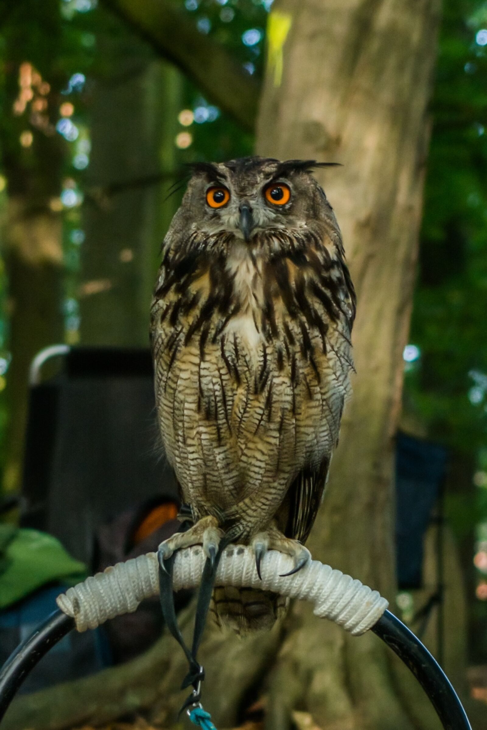 Nikon D7100 sample photo. Bird of prey, nature photography