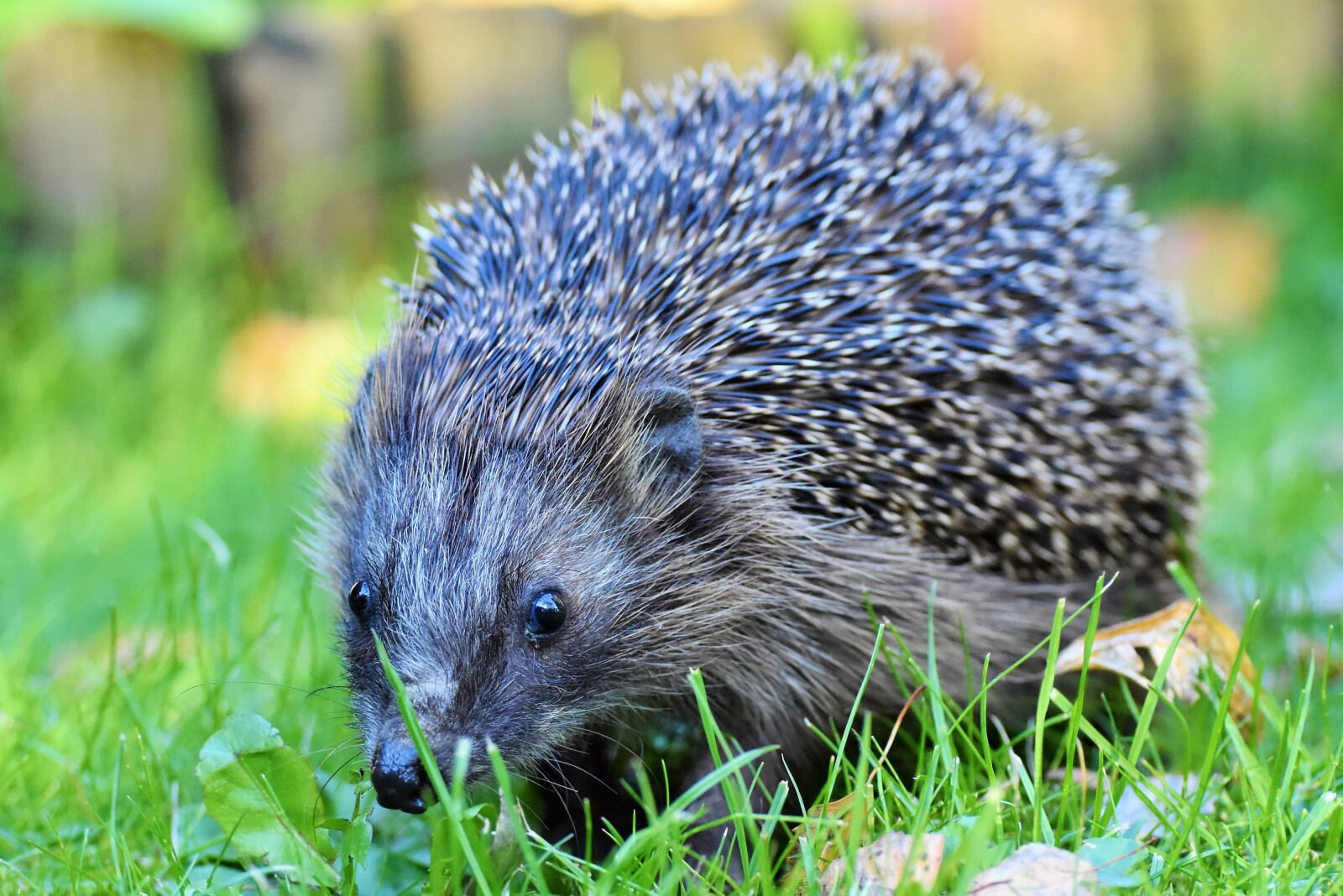 Nikon D7200 sample photo. Hedgehog, spur, hannah photography