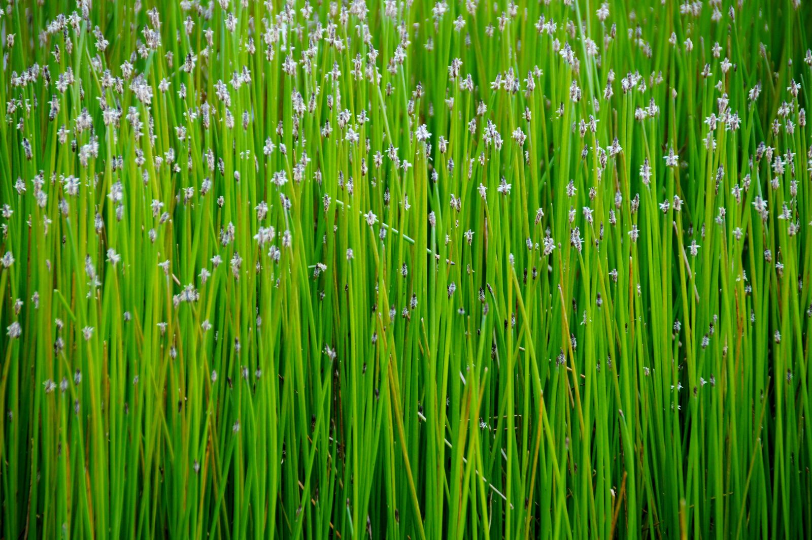 Sony SLT-A58 sample photo. Reed, water, plant photography