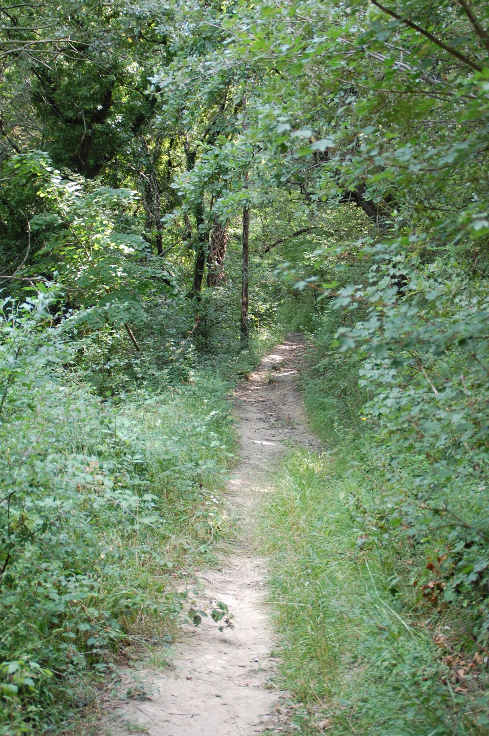 Nikon D40 sample photo. Path, nature, promenade photography