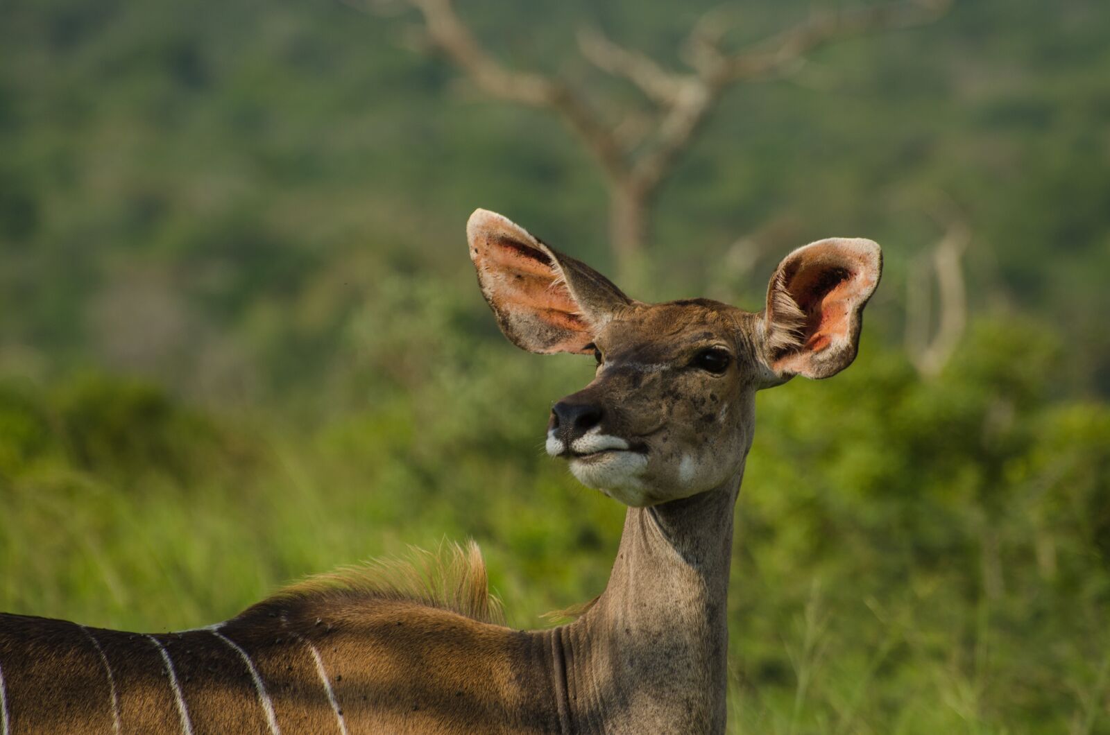 Nikon D7000 sample photo. Nyla antelope, south africa photography