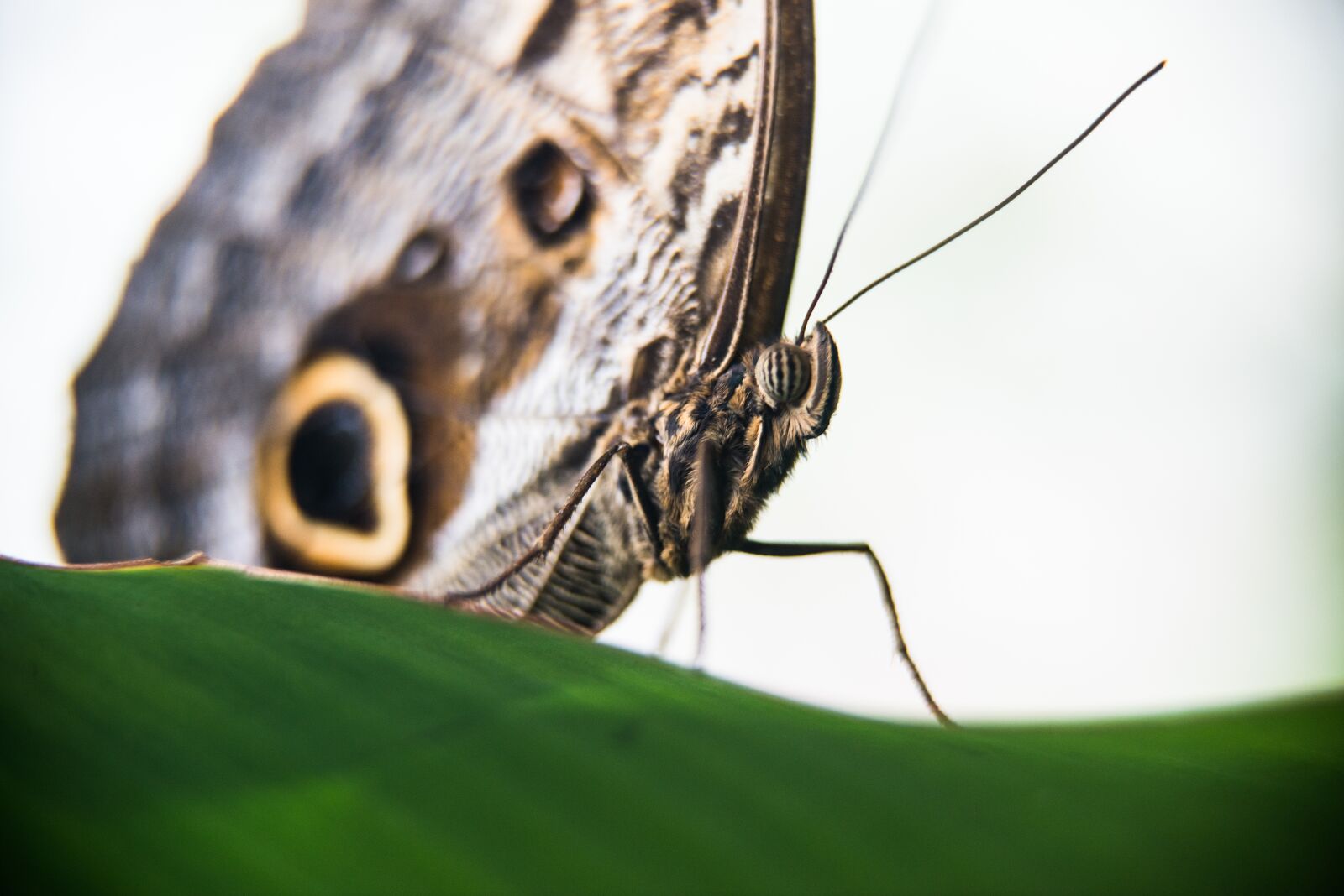 Nikon D800 sample photo. Butterfly, flying, plant photography