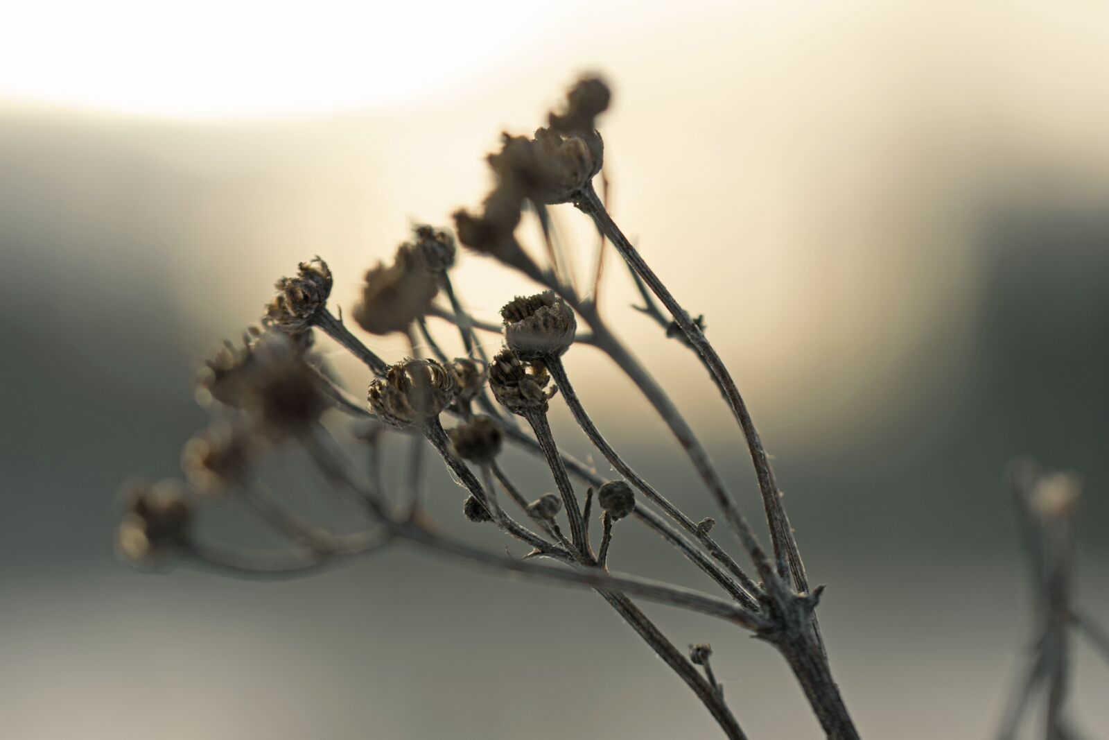 Nikon D3300 sample photo. Nature, outdoors, plant photography