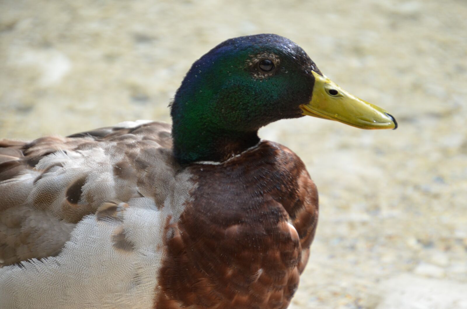 Nikon D5100 sample photo. Duck, nature, bird photography